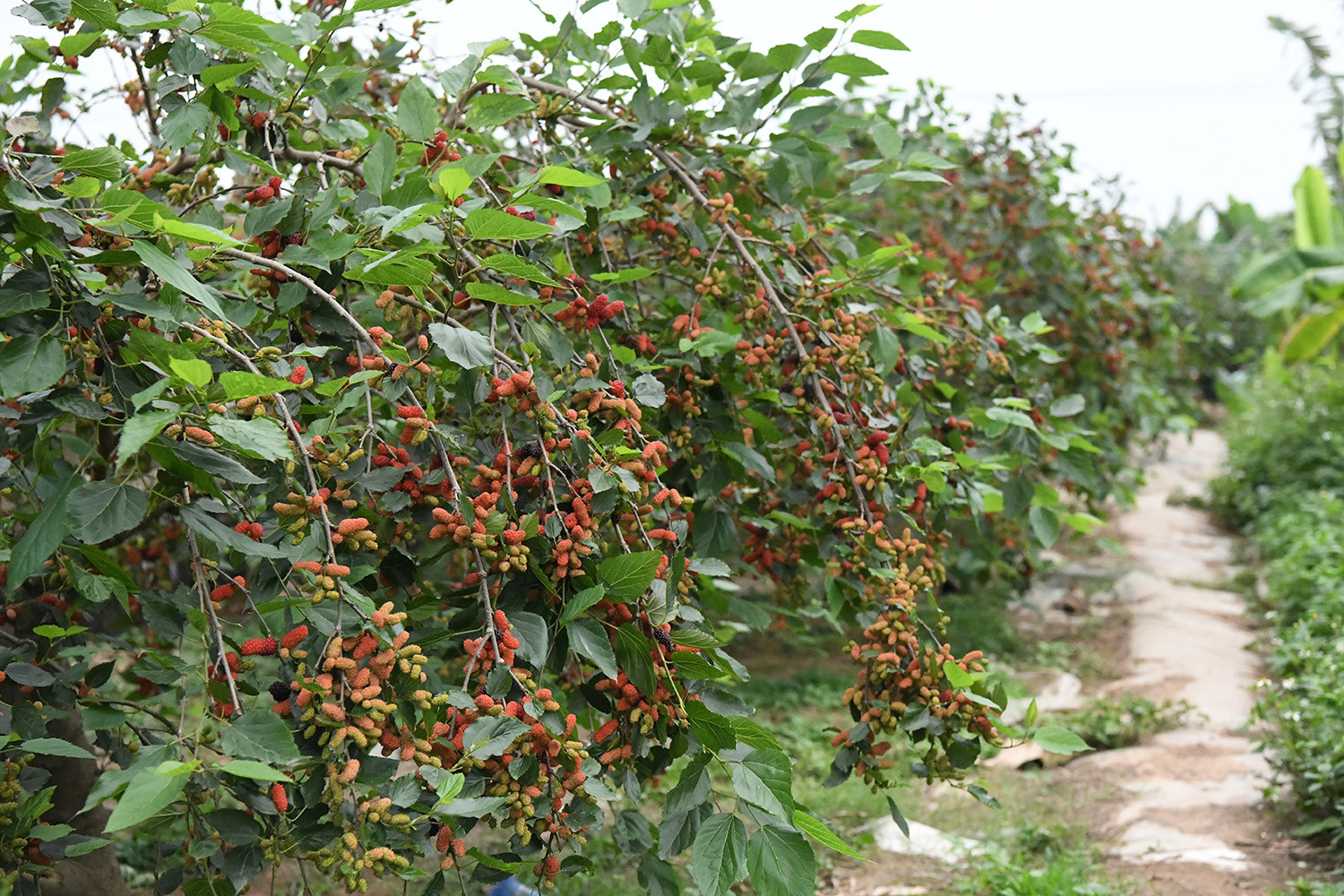 Từng gắn bó với nghề nuôi tằm truyền thống, khoảng 17 năm trở lại đây, người dân xã Hiệp Thuận, huyện Phúc Thọ (Sơn Tây - Hà Nội) đã chuyển sang trồng dâu lấy quả, mang lại hiệu quả kinh tế rõ rệt.