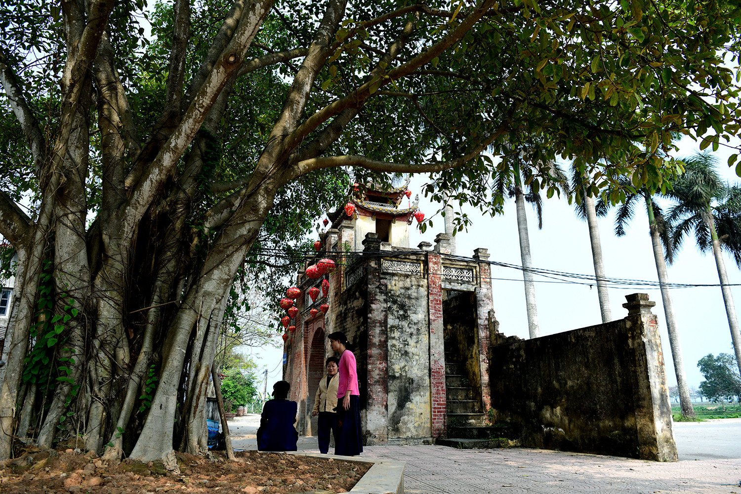 Những cây đa cổ thụ ở Ước Lễ sừng sững qua nhiều năm, rễ ôm chặt lòng đất, tán lá tỏa bóng mát che chở làng quê. Không chỉ là chứng nhân của thời gian, chúng còn hòa vào dòng chảy văn hóa, nuôi dưỡng những giá trị truyền thống để quá khứ và hiện tại cùng chung nhịp thở.