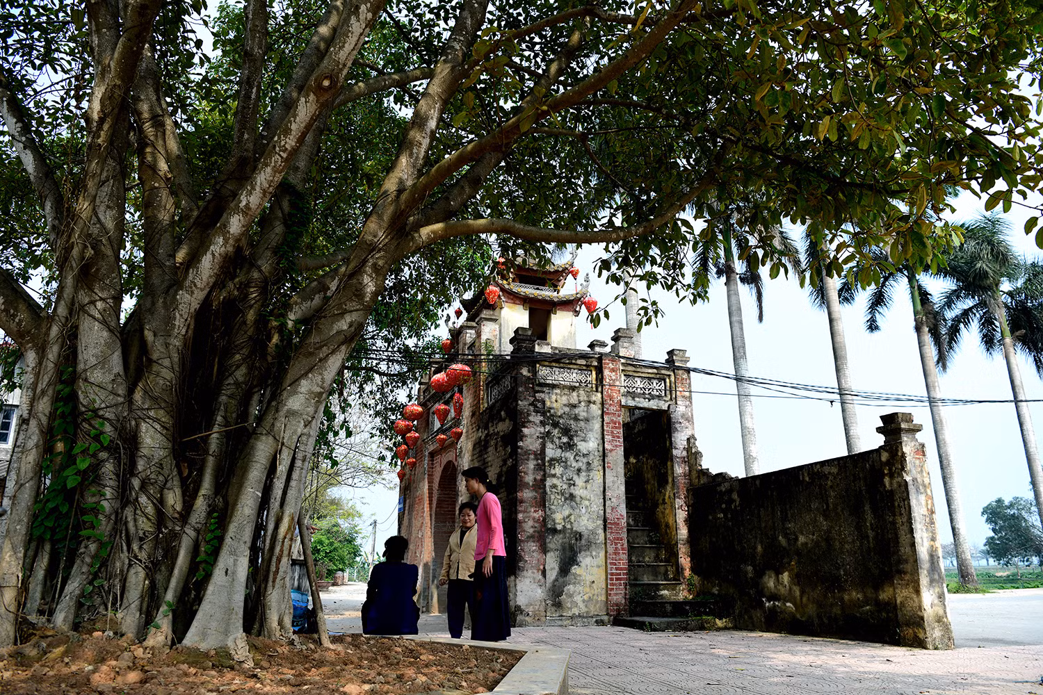 Những cây đa cổ thụ ở Ước Lễ sừng sững qua nhiều năm, rễ ôm chặt lòng đất, tán lá tỏa bóng mát che chở làng quê. Không chỉ là chứng nhân của thời gian, chúng còn hòa vào dòng chảy văn hóa, nuôi dưỡng những giá trị truyền thống để quá khứ và hiện tại cùng chung nhịp thở.