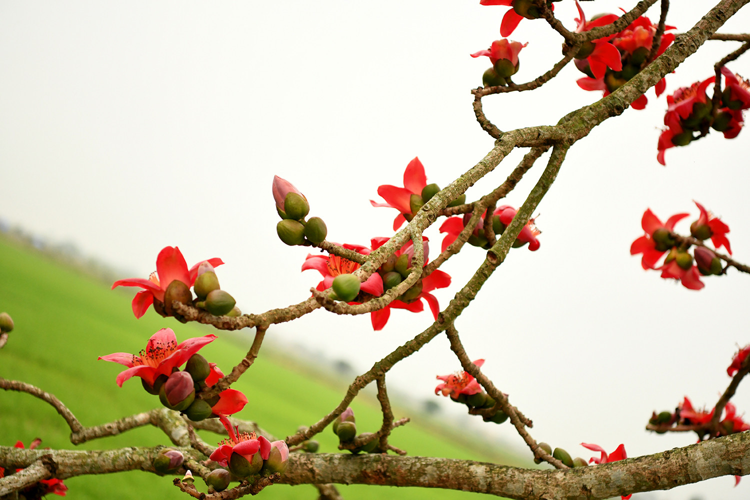 Khi xuân đã nhạt, hạ về, cây gạo trút bỏ hết lá, để lại những cành khẳng khiu vươn lên nhuộm đỏ một khoảng trời. Khi xuân đã nhạt, hạ về, cây gạo trút bỏ hết lá, để lại những cành khẳng khiu vươn lên nhuộm đỏ một khoảng trời.