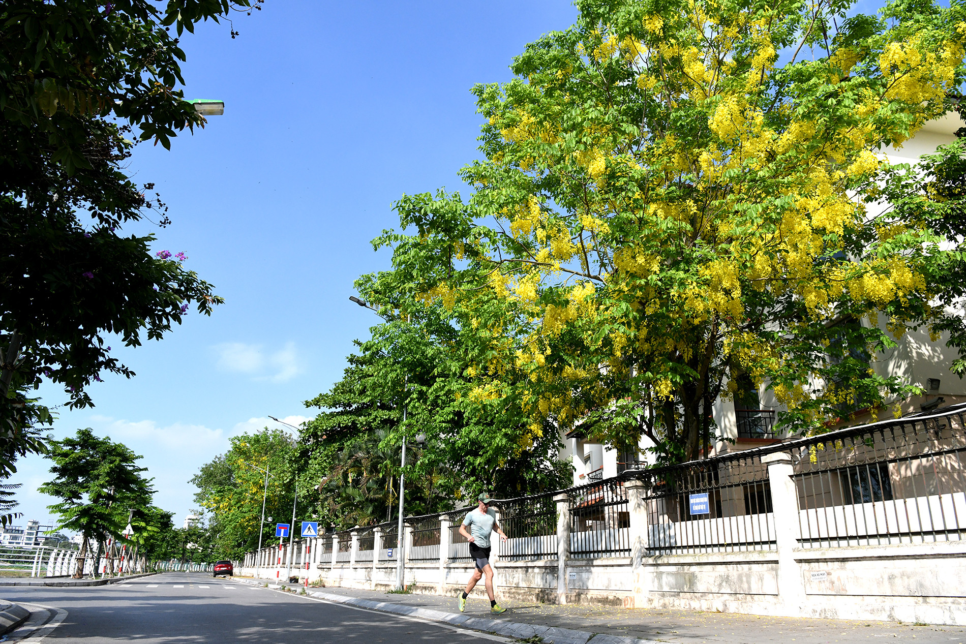 Sắc vàng hoa hoàng yến trải dài trên nhiều tuyến phố Hà Nội. Sắc vàng hoa hoàng yến trải dài trên nhiều tuyến phố Hà Nội.