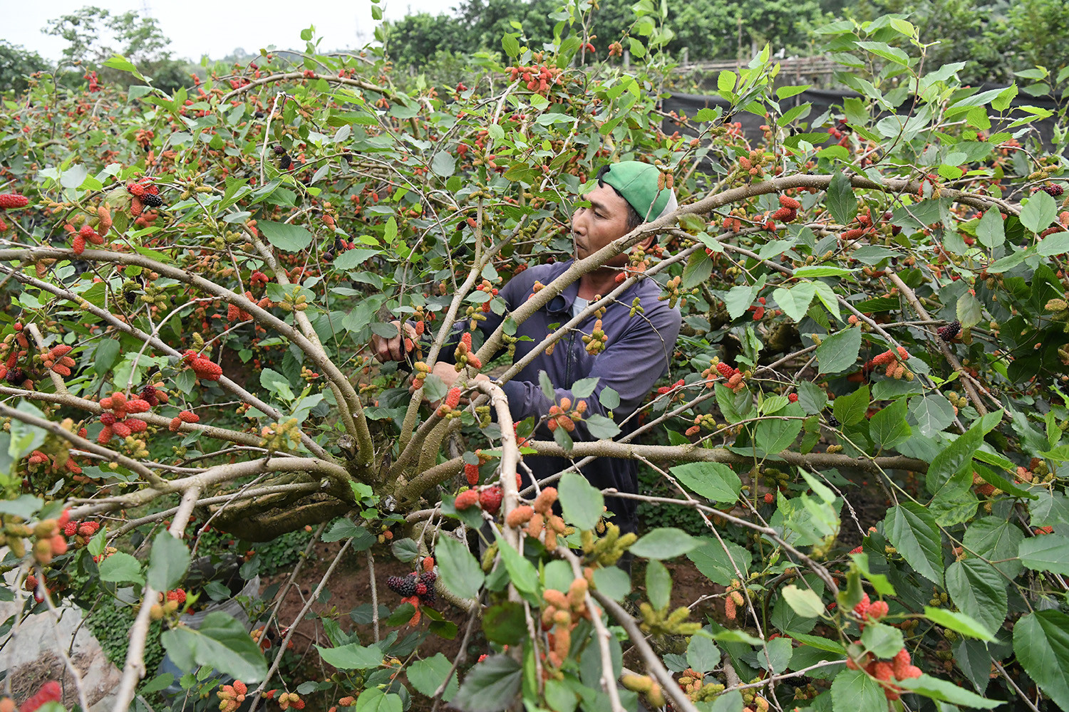 Những cây dâu được chăm sóc tốt vươn mình tỏa bóng tại nhà vườn ông Lân.