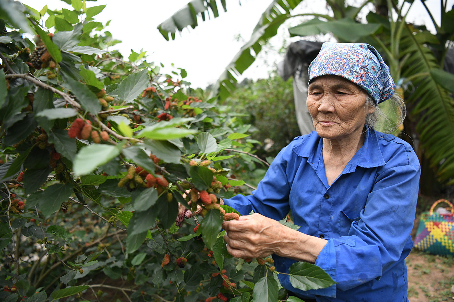 Bà Nguyễn Thị Tê, 75 tuổi (thôn Hiệp Thuận 2) cho biết, gia đình có hơn 4 sào dâu trồng trên 10 năm, Vườn bắt đầu chín cách đây 15 ngày, đến nay đã bán được khoảng 1,5 tấn. Dự kiến còn thu hoạch trong vòng 1 tháng tới, thu khoảng hơn 50 triệu đồng/vụ.