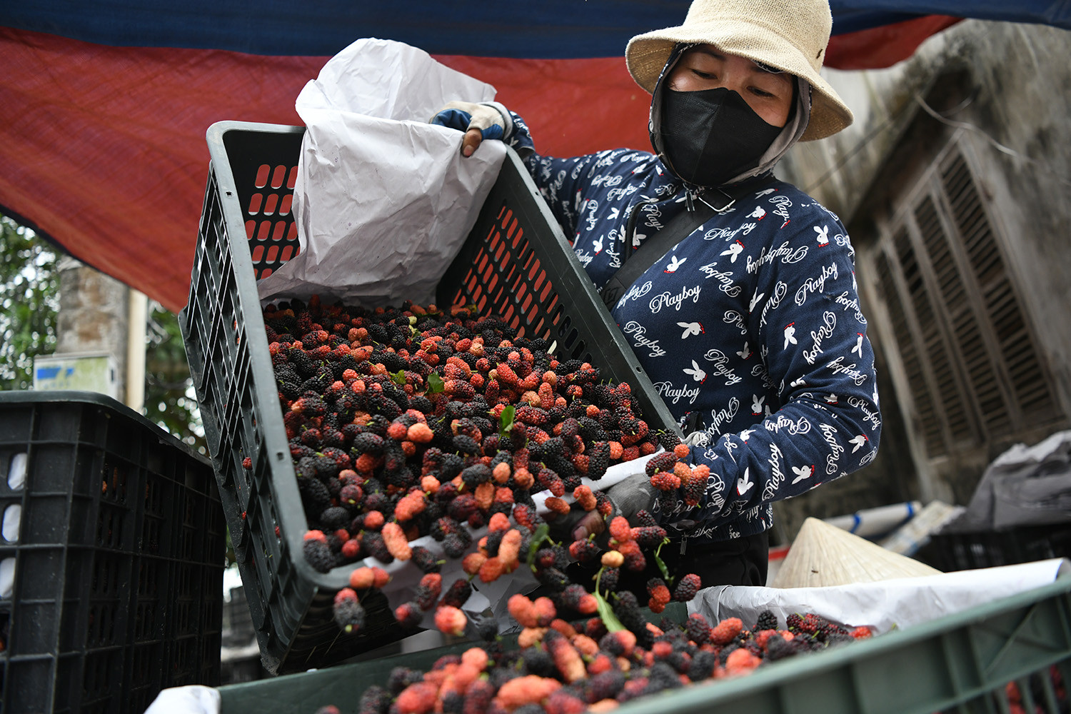 Trong khi đó, chị Tô Hòa Phương (Ba Vì), người gắn bó gần 10 năm với nghề thu mua dâu, đánh giá: “Dâu tằm Phúc Thọ có quả đẹp, vị ngọt thanh, dễ bảo quản nên rất được thị trường ưa chuộng. Nhu cầu khách hàng tiêu thụ loại nông sản này rất cao.
