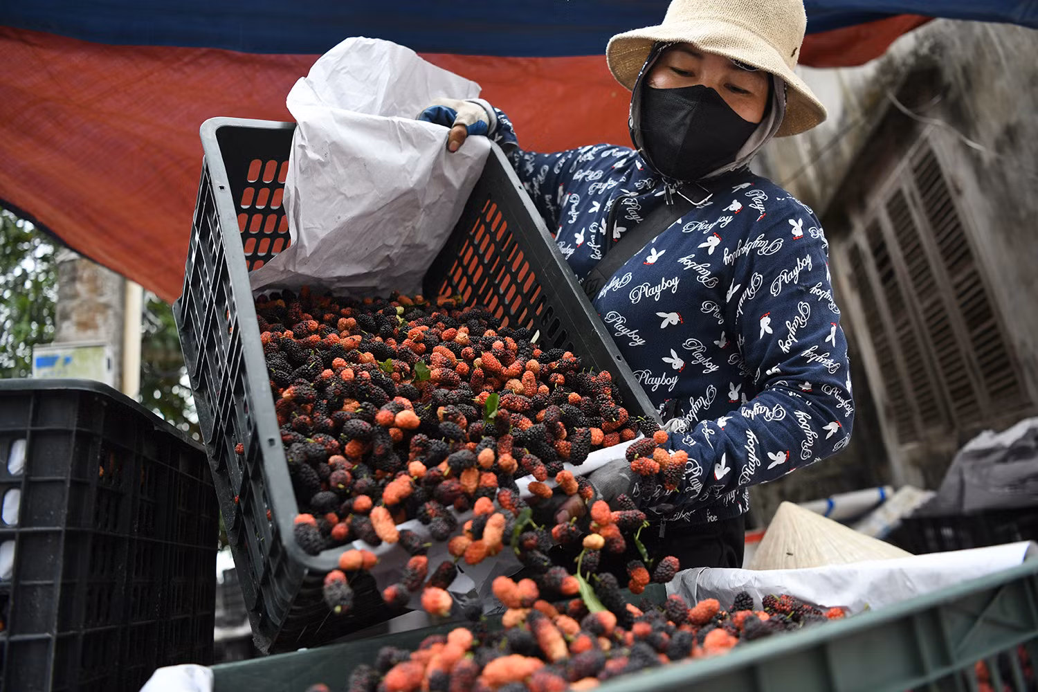 Trong khi đó, chị Tô Hòa Phương (Ba Vì), người gắn bó gần 10 năm với nghề thu mua dâu, đánh giá: “Dâu tằm Phúc Thọ có quả đẹp, vị ngọt thanh, dễ bảo quản nên rất được thị trường ưa chuộng. Nhu cầu khách hàng tiêu thụ loại nông sản này rất cao.