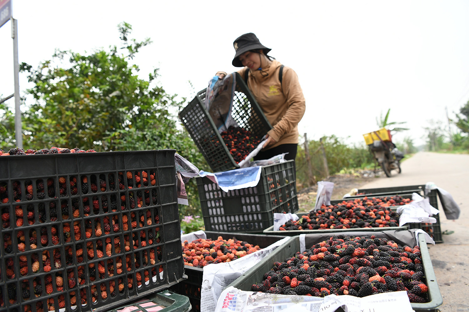 Thị trường tiêu thụ dâu Phúc Thọ hiện cũng sôi động. Chị Nguyễn Thị Hậu – tiểu thương tại chợ Phúc Thọ cho biết, đầu vụ có thể tiêu thụ tới 7 tấn dâu/ngày thông qua hệ thống thương lái địa phương.