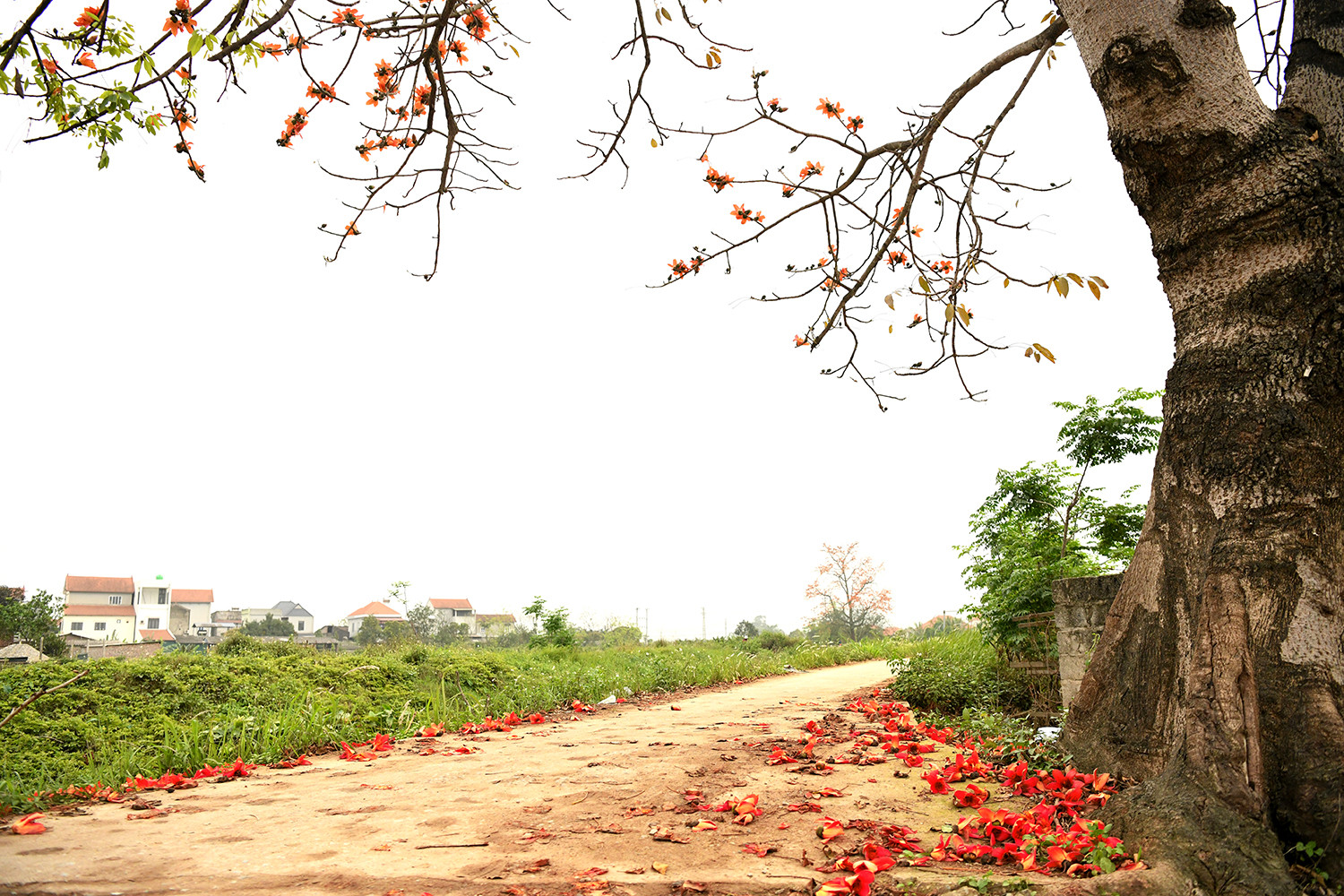 Đứng lặng lẽ nơi đầu làng, bến nước hay sân đình, cây gạo như một chứng nhân thầm lặng của vùng quê Bắc Bộ. Đứng lặng lẽ nơi đầu làng, bến nước hay sân đình, cây gạo như một chứng nhân thầm lặng của vùng quê Bắc Bộ.