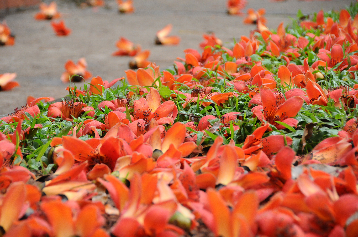 Cuối tháng Ba, hoa rụng thành thảm đỏ dưới gốc cổ thụ, tô điểm cho làng quê một vẻ đẹp rực rỡ và yên bình. Cuối tháng Ba, hoa rụng thành thảm đỏ dưới gốc cổ thụ, tô điểm cho làng quê một vẻ đẹp rực rỡ và yên bình.