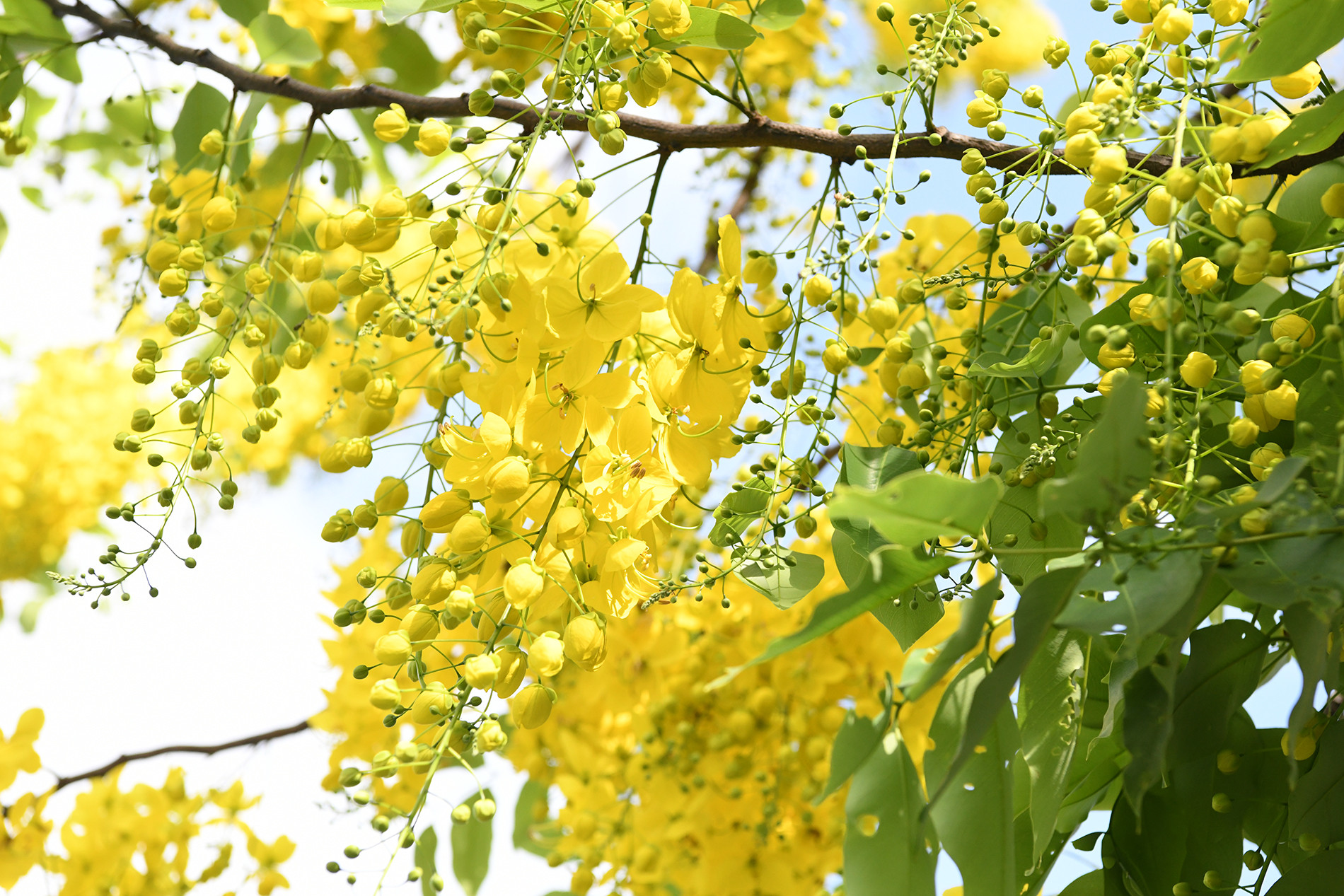 Loài cây thân và cành nhỏ bé nhưng nặng trĩu hoa, bung nở thành từng chùm dài đung đưa trong gió. Loài cây thân và cành nhỏ bé nhưng nặng trĩu hoa, bung nở thành từng chùm dài đung đưa trong gió.