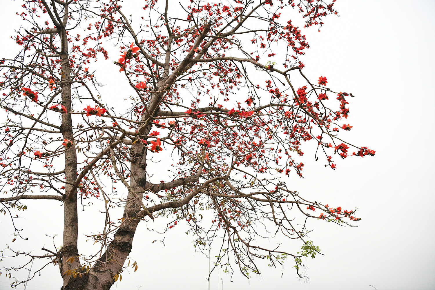 Không chỉ tô điểm cho trời xuân, loài hoa gạo đỏ còn lưu giữ ký ức cộng đồng, kết nối đời sống, văn hóa ở những ngôi làng Việt. Không chỉ tô điểm cho trời xuân, loài hoa gạo đỏ còn lưu giữ ký ức cộng đồng, kết nối đời sống, văn hóa ở những ngôi làng Việt.