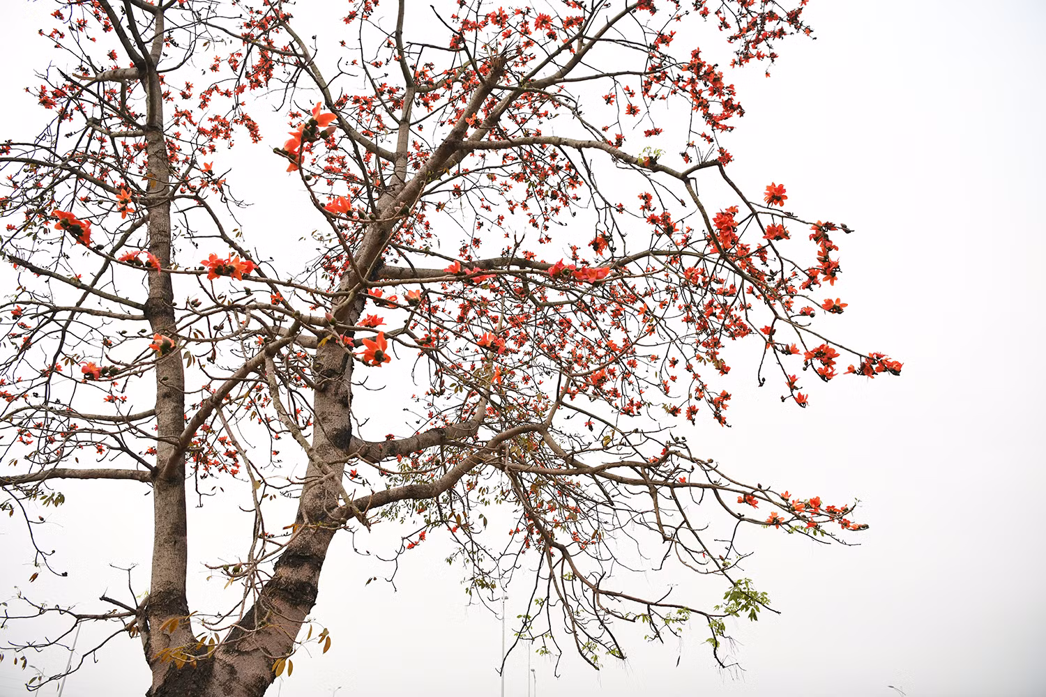 Không chỉ tô điểm cho trời xuân, loài hoa gạo đỏ còn lưu giữ ký ức cộng đồng, kết nối đời sống, văn hóa ở những ngôi làng Việt.
