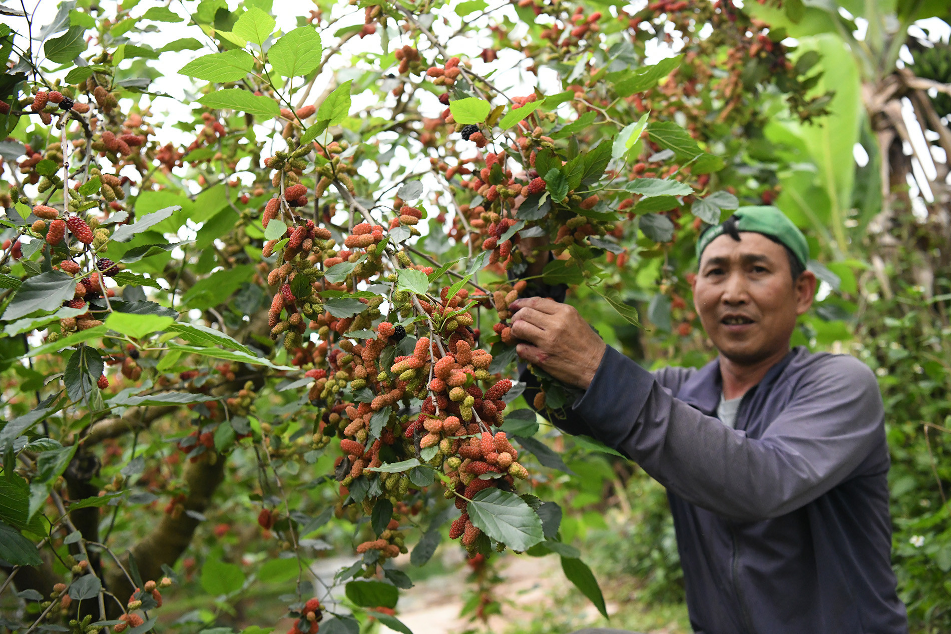 Không chỉ dừng ở trồng và bán quả, nhiều hộ còn phát triển mô hình “vườn sinh thái”. Ông Nguyễn Văn Lân (55 tuổi) chia sẻ: “Chăm sóc kỹ hai tháng trước vụ thu hoạch là bí quyết giúp dâu trĩu quả, thu nhập cao gấp 3-4 lần trồng lúa. Ngoài bán quả, mô hình du lịch trải nghiệm “vườn sinh thái” còn giúp gia đình ông tăng thêm khoảng 20% thu nhập.