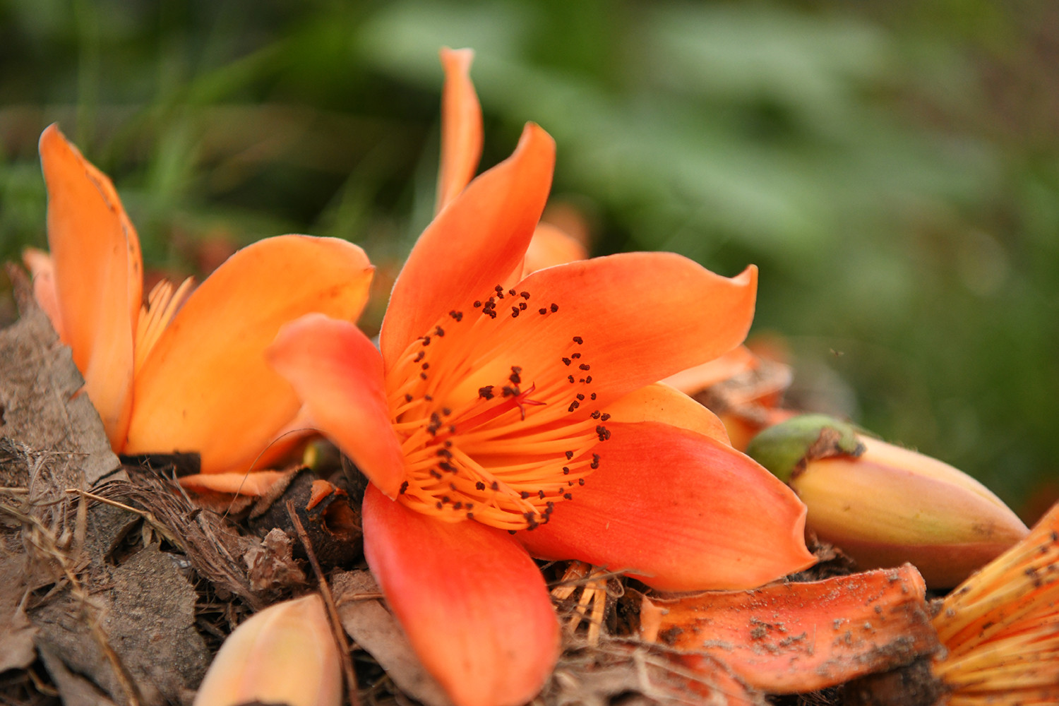 Những cánh hoa chạm đất, đỏ rực như những vệt lửa nhỏ ven đường, lặng lẽ lưu giữ chút thanh bình trong dòng chảy mùa xuân. Những cánh hoa chạm đất, đỏ rực như những vệt lửa nhỏ ven đường, lặng lẽ lưu giữ chút thanh bình trong dòng chảy mùa xuân.