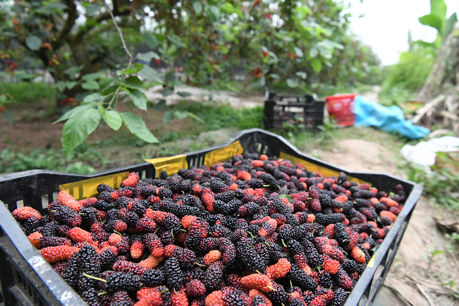 Dâu tươi được thu hái ngay tại những nhà vườn ở Hiệp Thuận (Phúc Thọ).
