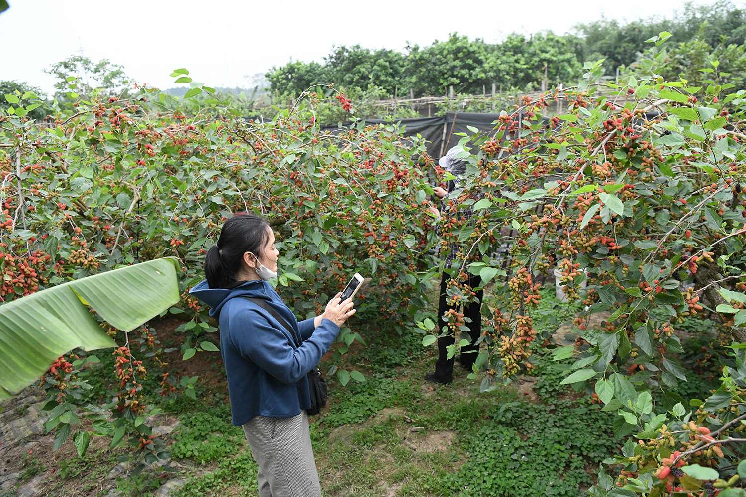 Hướng tới phát triển bền vững, nhiều hộ dân Hiệp Thuận đã áp dụng canh tác hữu cơ, tận dụng phụ phẩm nông nghiệp, đồng thời kết hợp du lịch trải nghiệm để gia tăng giá trị sản phẩm. Cây dâu tằm không chỉ đem lại thu nhập, mà còn trở thành nhịp cầu kết nối nông nghiệp với văn hóa địa phương.