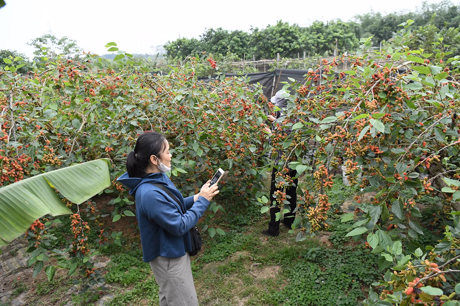 Hướng tới phát triển bền vững, nhiều hộ dân Hiệp Thuận đã áp dụng canh tác hữu cơ, tận dụng phụ phẩm nông nghiệp, đồng thời kết hợp du lịch trải nghiệm để gia tăng giá trị sản phẩm. Cây dâu tằm không chỉ đem lại thu nhập, mà còn trở thành nhịp cầu kết nối nông nghiệp với văn hóa địa phương.