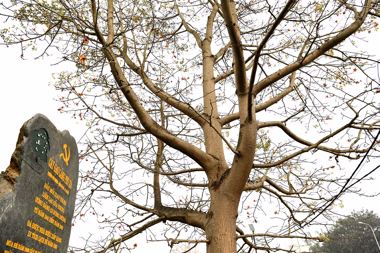 Nhiều ngôi làng coi cây gạo như một “cột mốc lịch sử” - vừa mang ý nghĩa biểu tượng, vừa là điểm tựa tinh thần gắn kết cộng đồng.