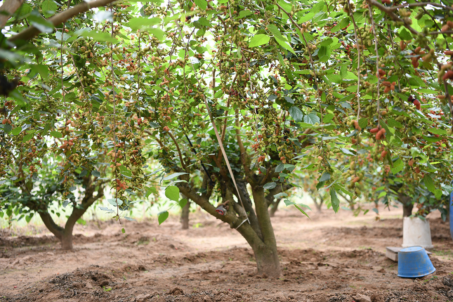 Hiện, toàn xã Hiệp Thuận có gần 6ha dâu tằm, với khoảng 60 hộ canh tác tập trung tại các thôn Hiệp Thuận 1, 2, 3; mỗi hộ trồng trung bình từ 1 đến 3 sào.