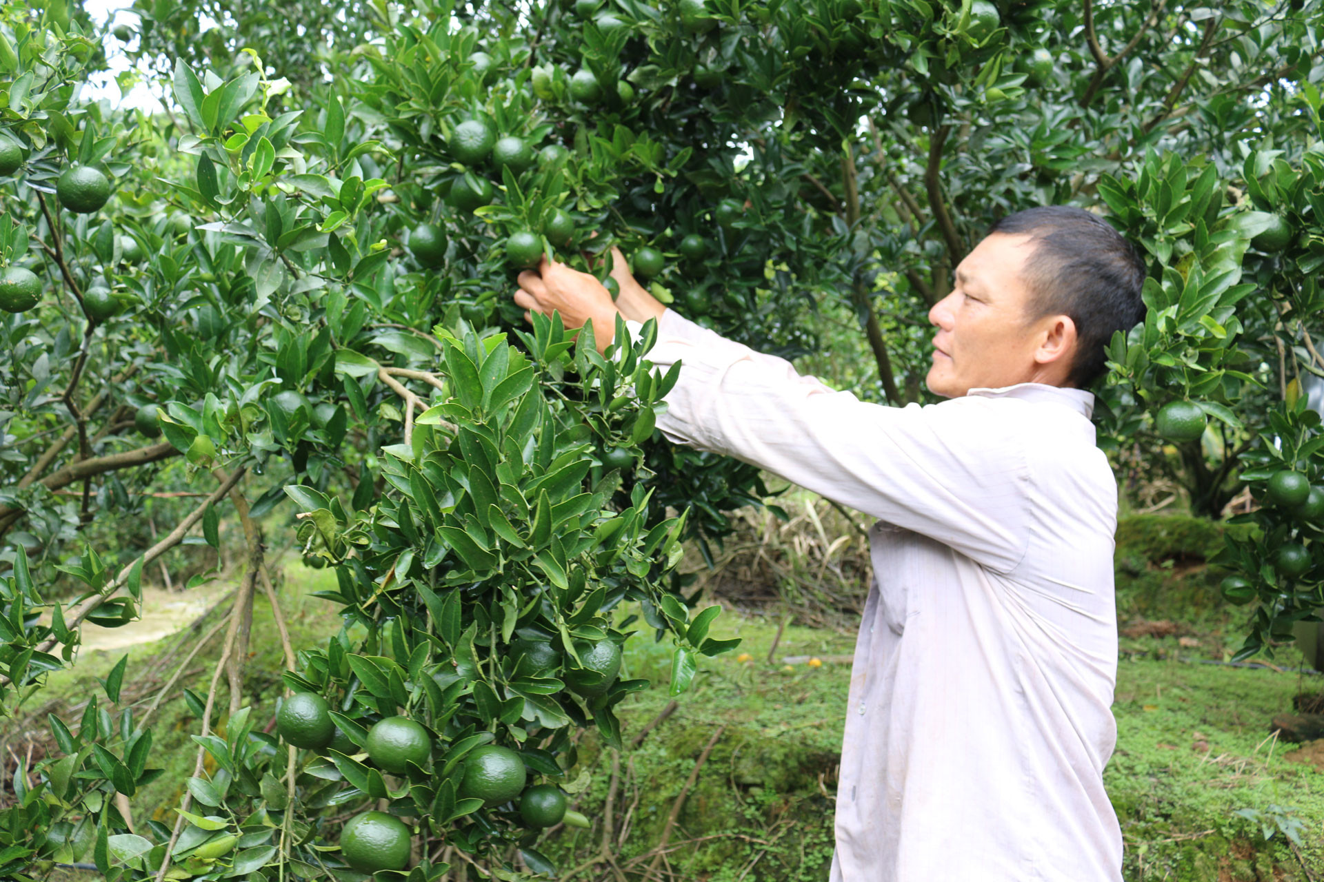 Cây quýt đã giúp gia đình anh Lù Tỉn Phà thoát nghèo, từng bước ổn định kinh tế gia đình.