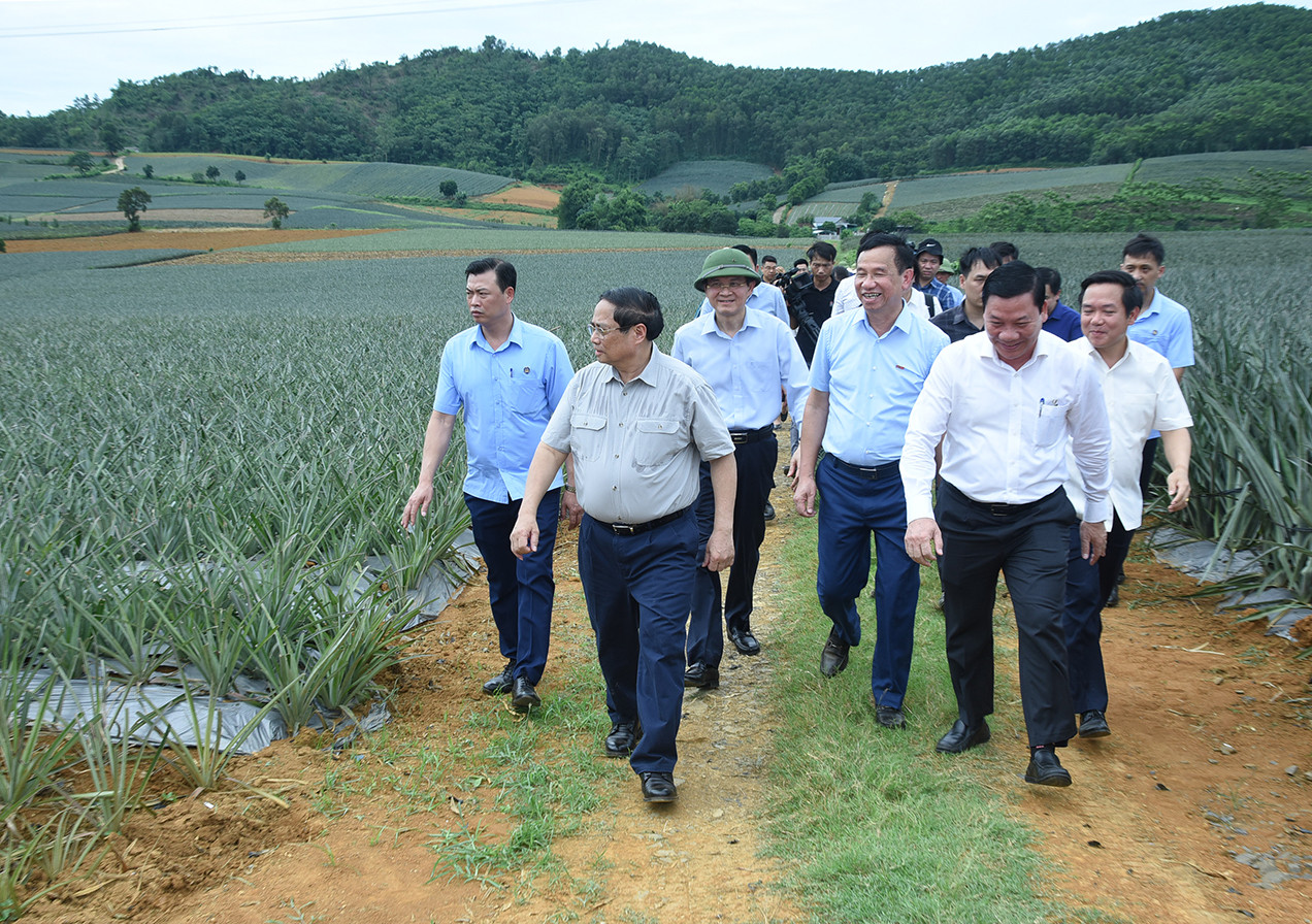 Thủ tướng Phạm Minh Chính thăm cánh đồng dứa thuộc vùng nguyên liệu của DOVECO.