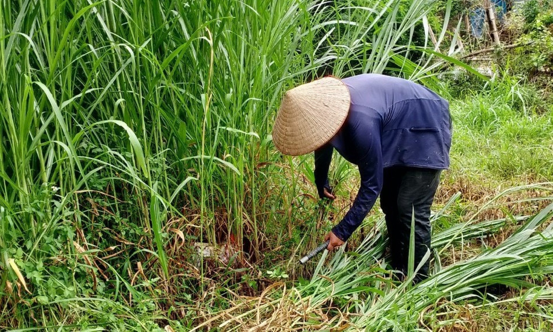 Nông dân xã Quài Nưa (huyện Tuần Giáo) áp dụng kỹ thuật trồng cỏ voi xen canh mắc-ca thu lại "hiệu quả kép" trên cùng đơn vị diện tích.