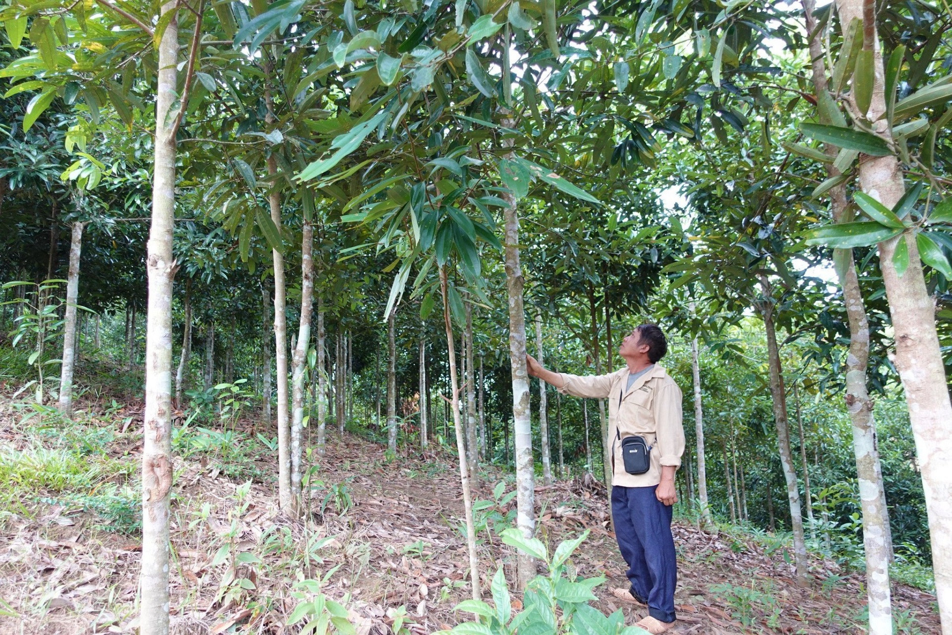 Nhờ nguồn tiền dịch vụ môi trường rừng, hàng trăm nghìn chủ rừng ngày càng gắn bó với việc bảo vệ rừng.