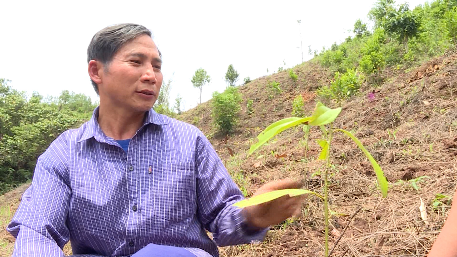 Ông Sùng Vảng Say hướng dẫn người dân bản Huổi Chạ 2 cách trồng, chăm sóc cây quế.