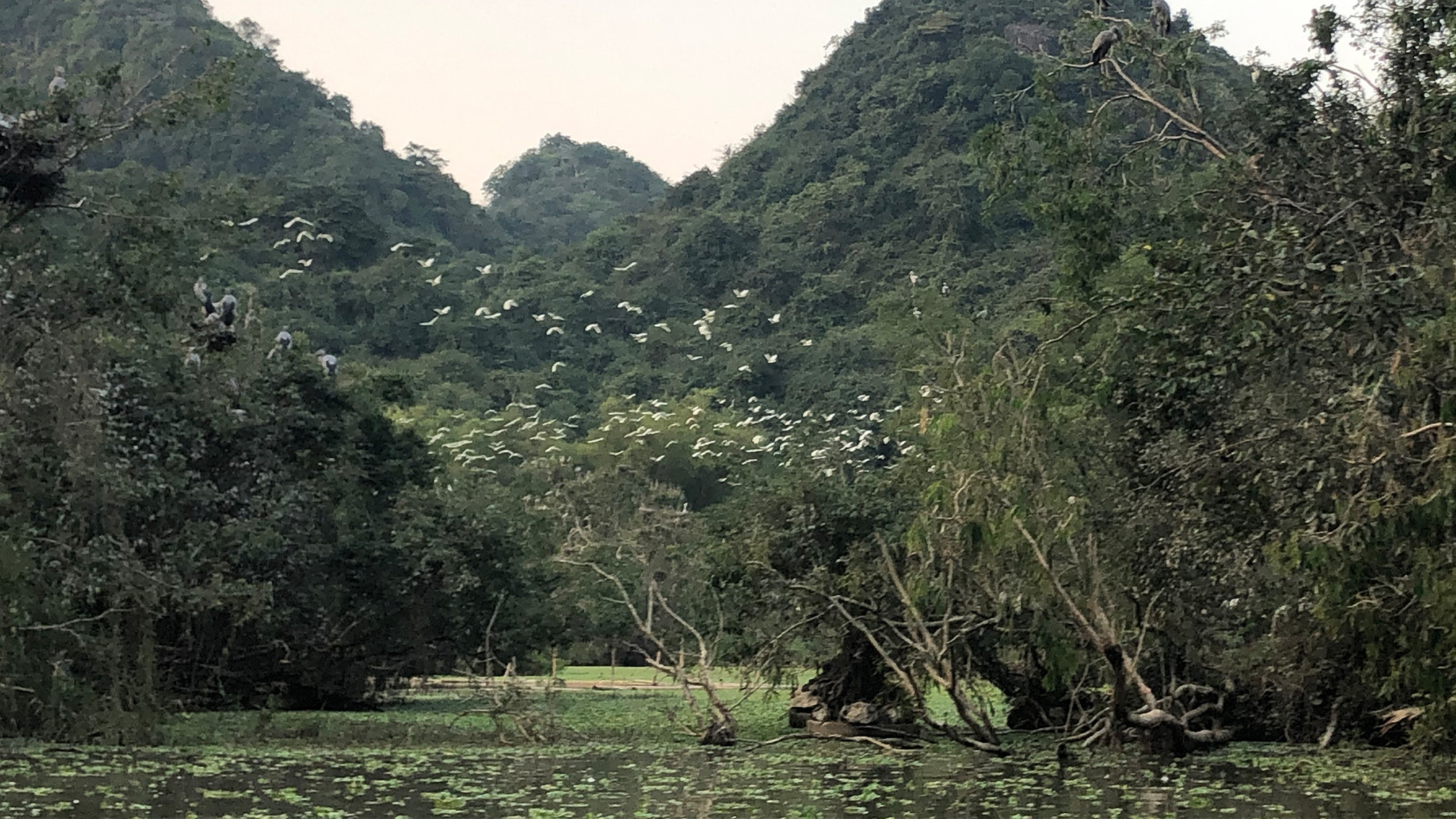 Vườn chim Thung Nham vào buổi chiều tà.