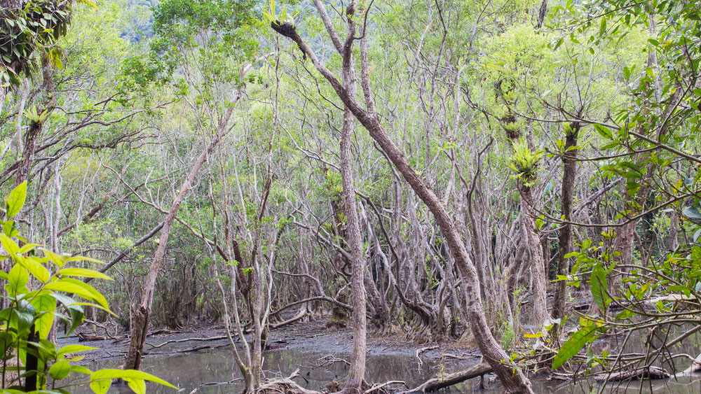 Cây và nước tại Ao Ếch trên đảo Cát Bà. (Ảnh: Cục Di sản Văn hóa)
