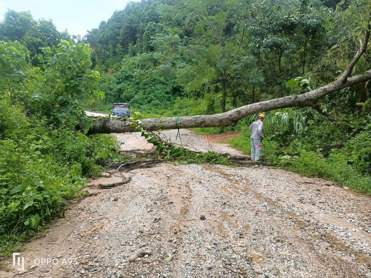 Do ảnh hưởng của bão số 3, nhiều cây xanh trên địa bàn một số huyện ở tỉnh Yên Bái cũng bị gãy đổ.