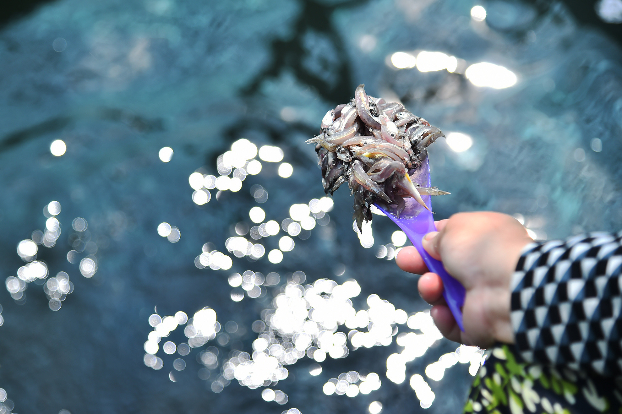 Nhờ điều kiện thời tiết, môi trường tự nhiên khá thuận lợi cùng với áp dụng kỹ thuật mới kết hợp kinh nghiệm nuôi truyền thống, thời gian qua cá ít bị dịch bệnh, tăng trọng nhanh, phát triển tốt.