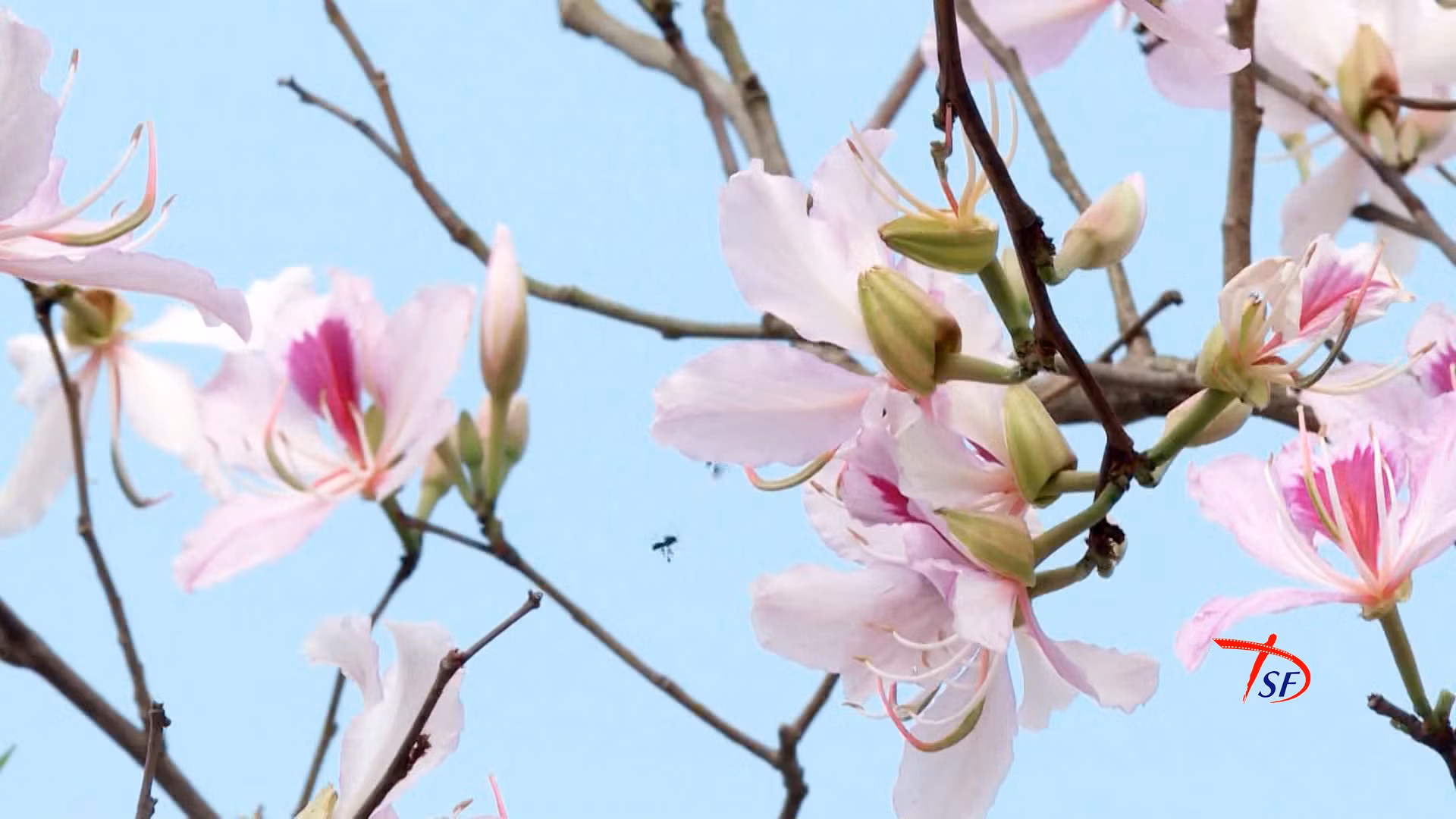 Hoa ban, đặc trưng của Điện Biên.