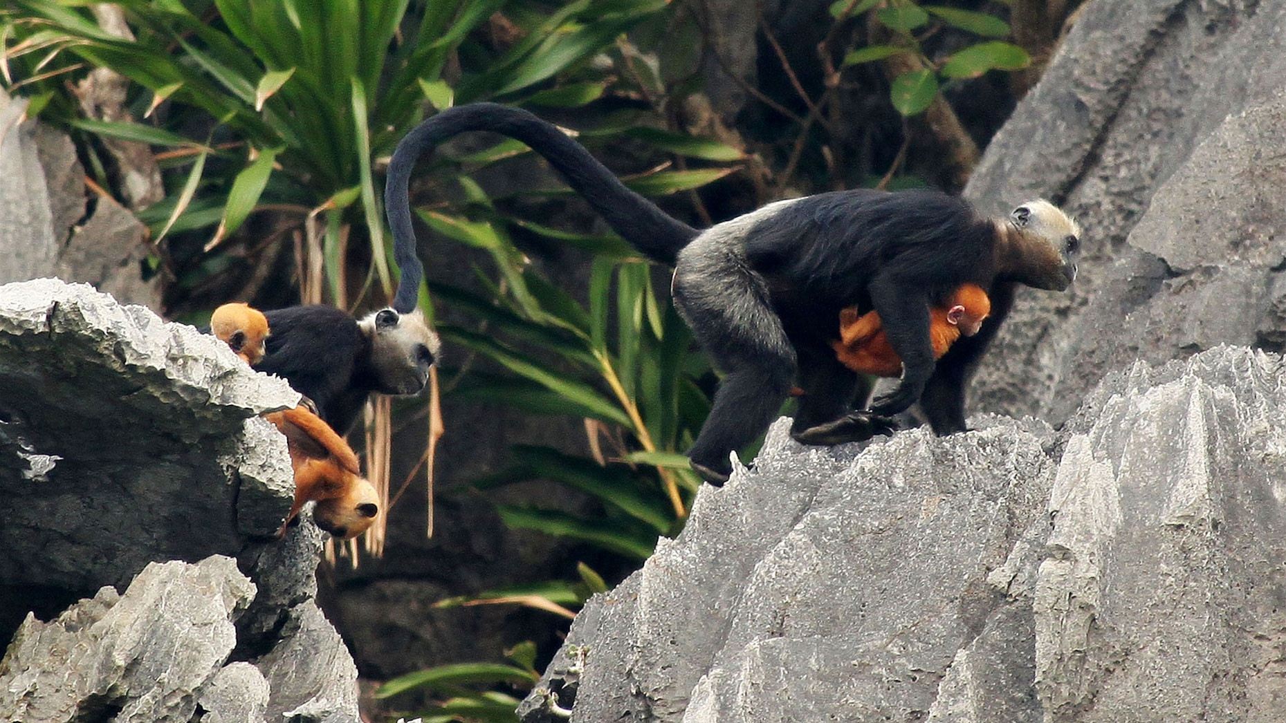 Voọc ở Cát Bà. (Ảnh: Trung tâm thông tin thị trấn Cát Bà)