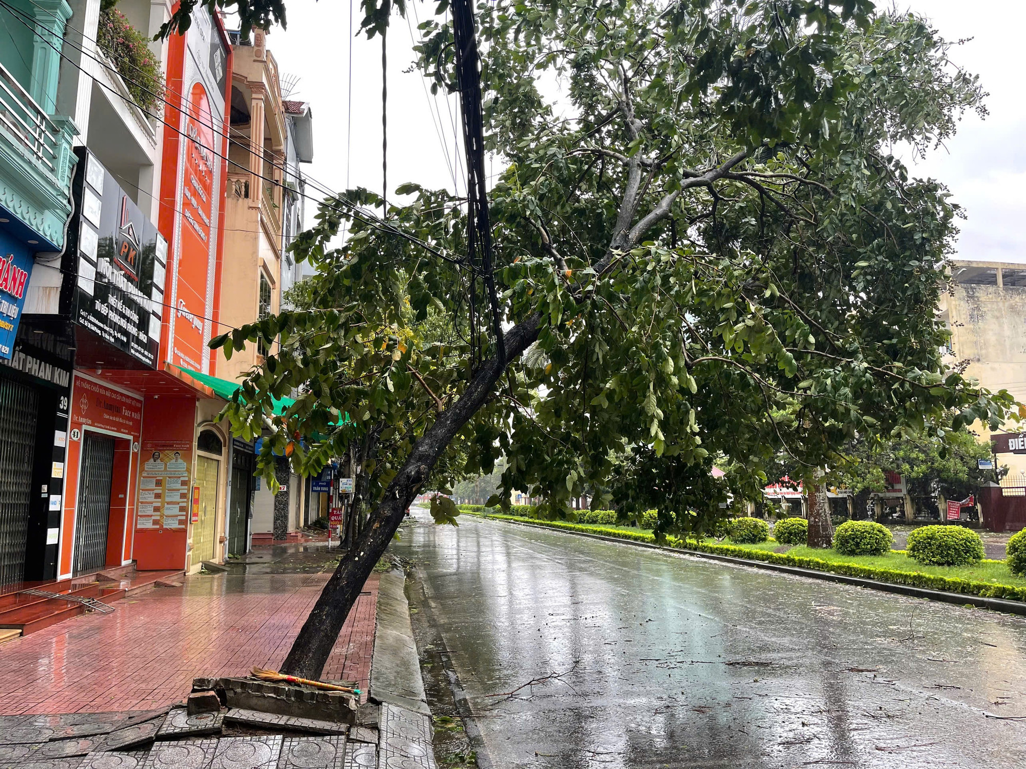 Nhiều cây xanh bật gốc, nguy cơ làm đứt hệ thống dây điện, cáp viễn thông của thành phố Nam Định.