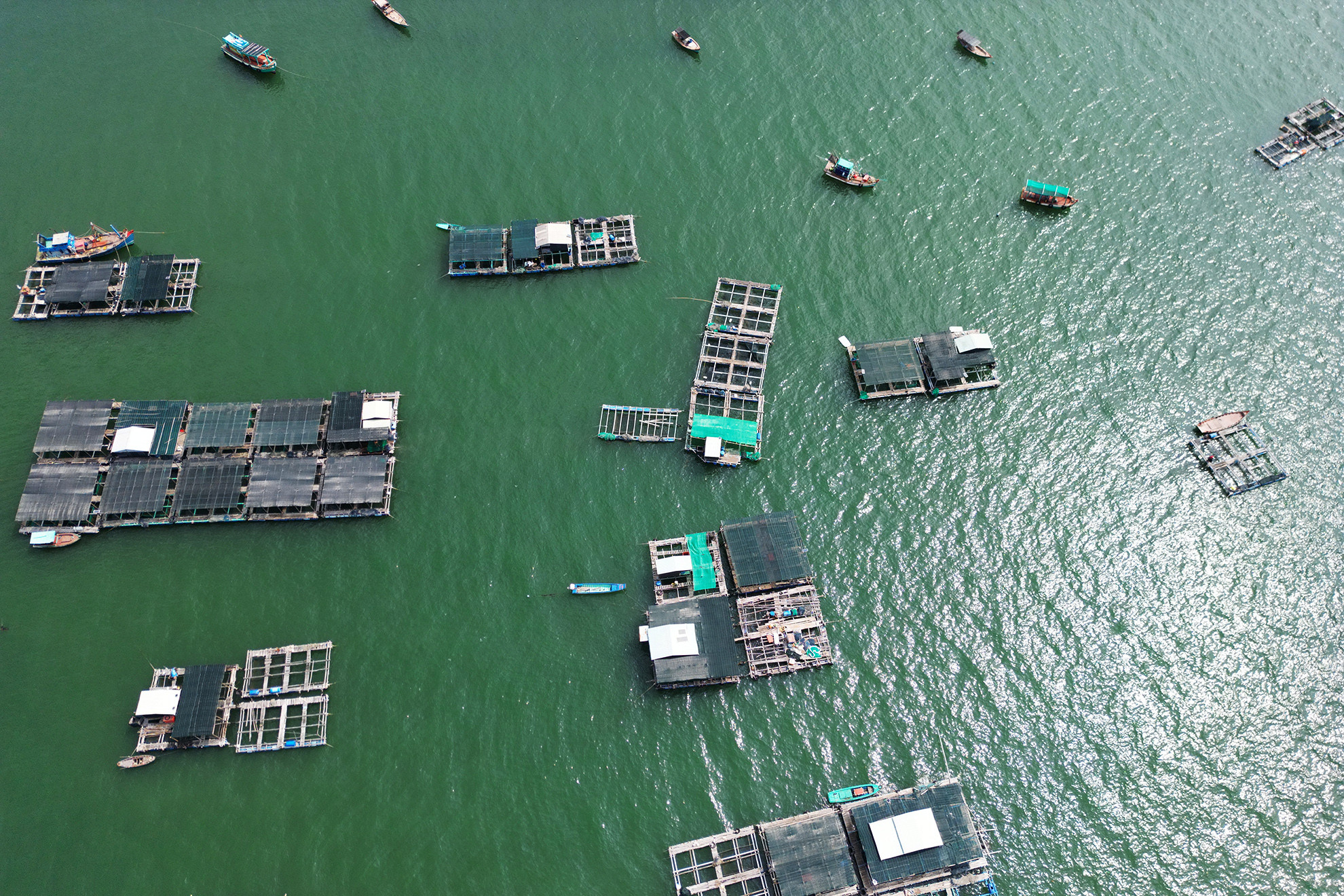 Nuôi cá lồng bè trên biển là tiềm năng, lợi thế được người dân trên đảo tập trung đầu phát triển mạnh, nhằm cải thiện, nâng cao chất lượng cuộc sống.