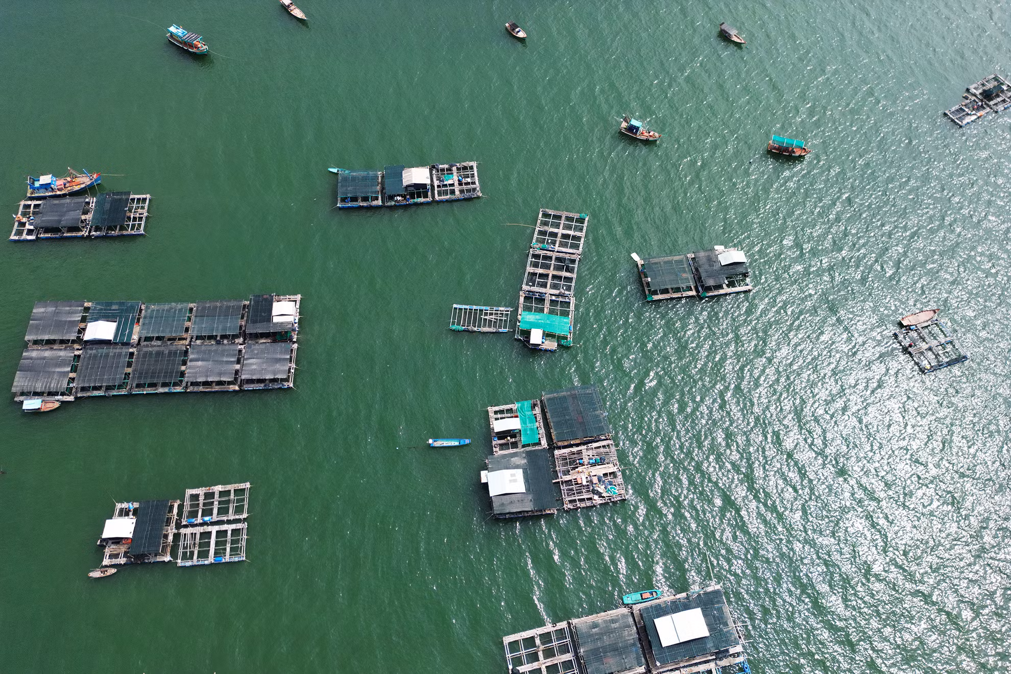 Nuôi cá lồng bè trên biển là tiềm năng, lợi thế được người dân trên đảo tập trung đầu phát triển mạnh, nhằm cải thiện, nâng cao chất lượng cuộc sống.