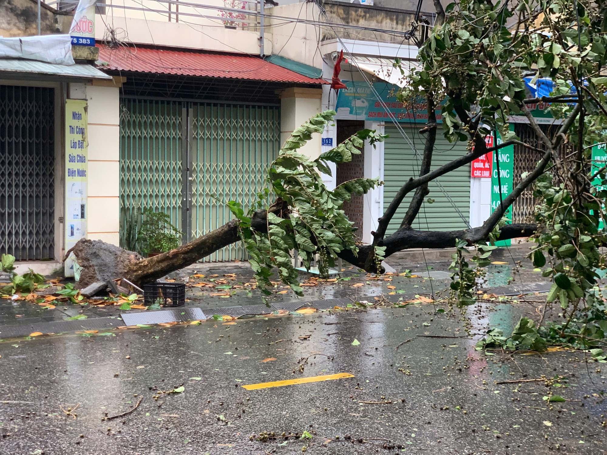 Nhiều cây xanh trên phố Quyết Thắng, phường Bình Hàn, thành phố Hải Dương bị gió bão đốn gục.