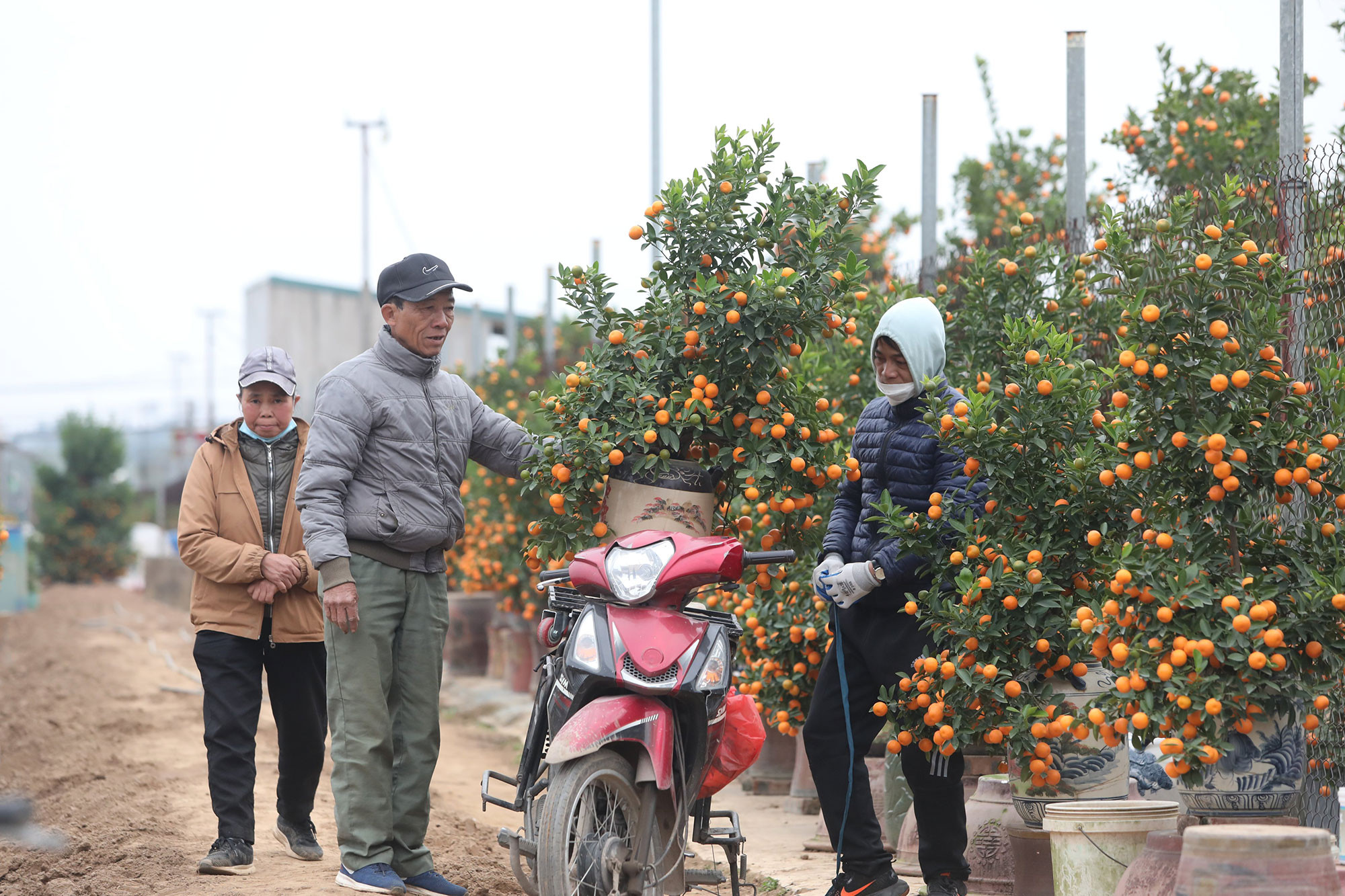 Sôi động vườn quất trước Tết. (Ảnh: KHIẾU MINH) Sôi động vườn quất trước Tết. (Ảnh: KHIẾU MINH)
