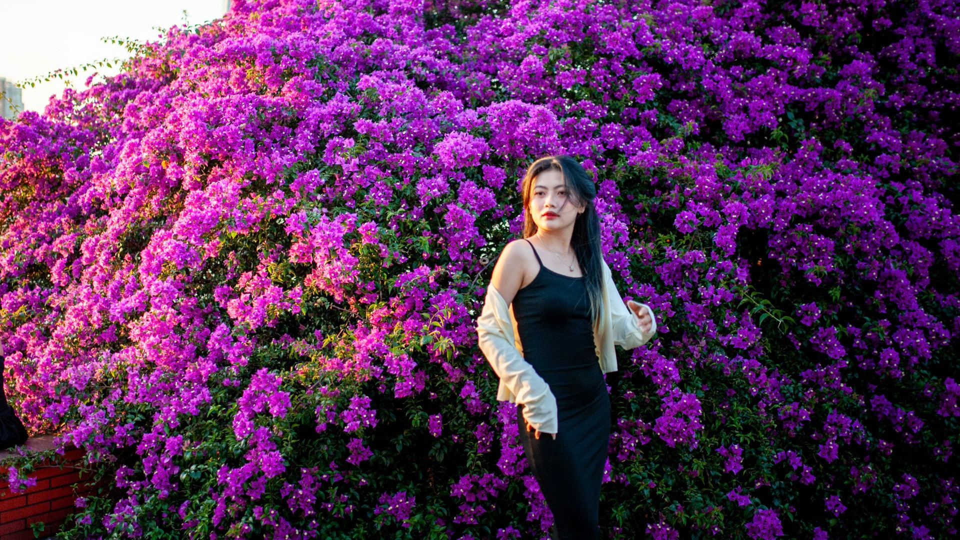 Nhiều bạn trẻ xúng xính áo quần thích thú lưu lại những tấm ảnh kỷ niệm với cây hoa giấy bên bờ sông Hàn. Nhiều bạn trẻ xúng xính áo quần thích thú lưu lại những tấm ảnh kỷ niệm với cây hoa giấy bên bờ sông Hàn.