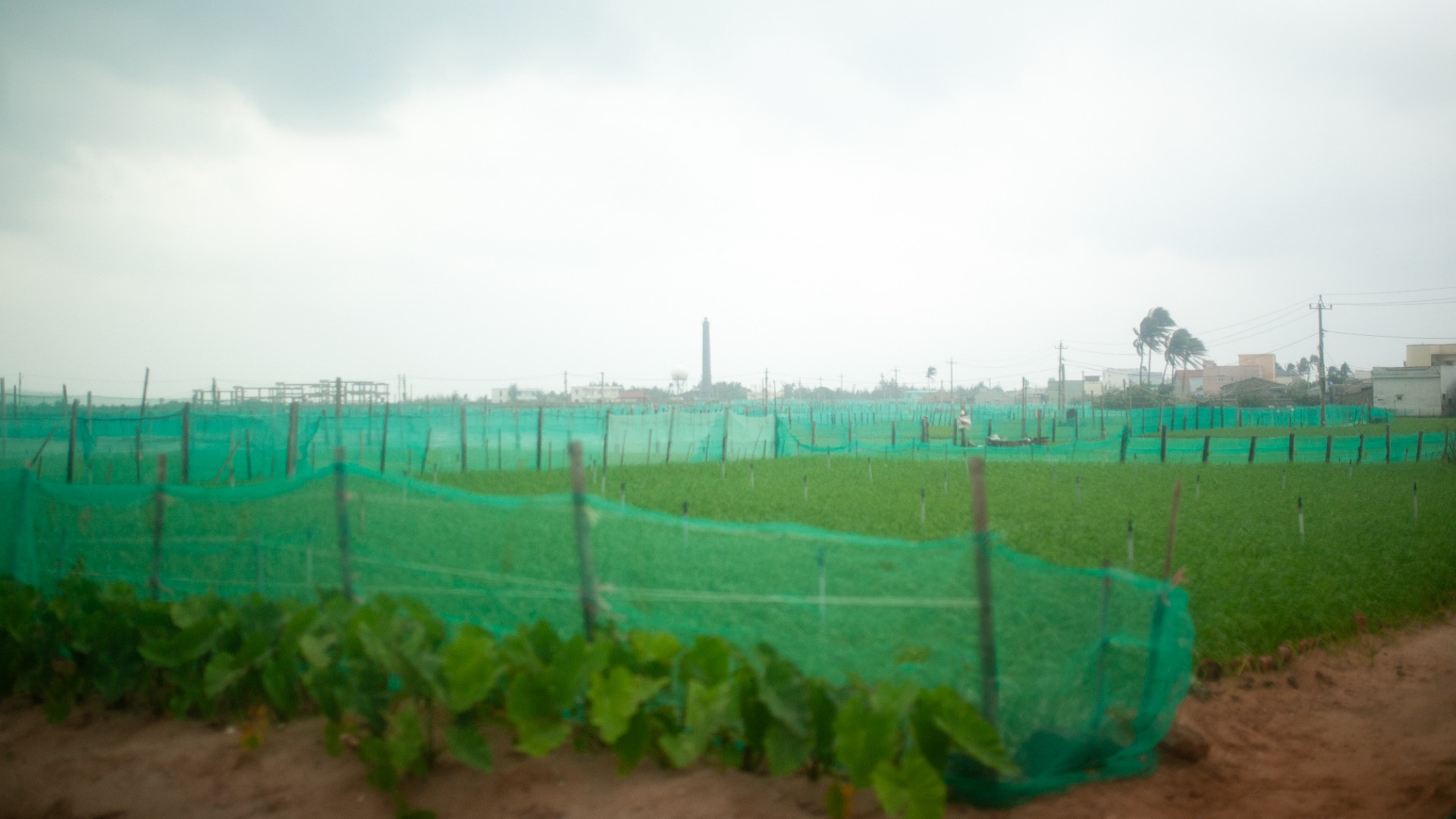 Được mệnh danh là "vương quốc tỏi", huyện đảo Lý Sơn có khoảng 320ha đất trồng tỏi. Người dân Lý Sơn tự hào xem tỏi là thứ đặc sản được kết tinh từ lớp đất bazan màu mỡ, giàu khoáng chất và những làn gió biển mặn mòi.