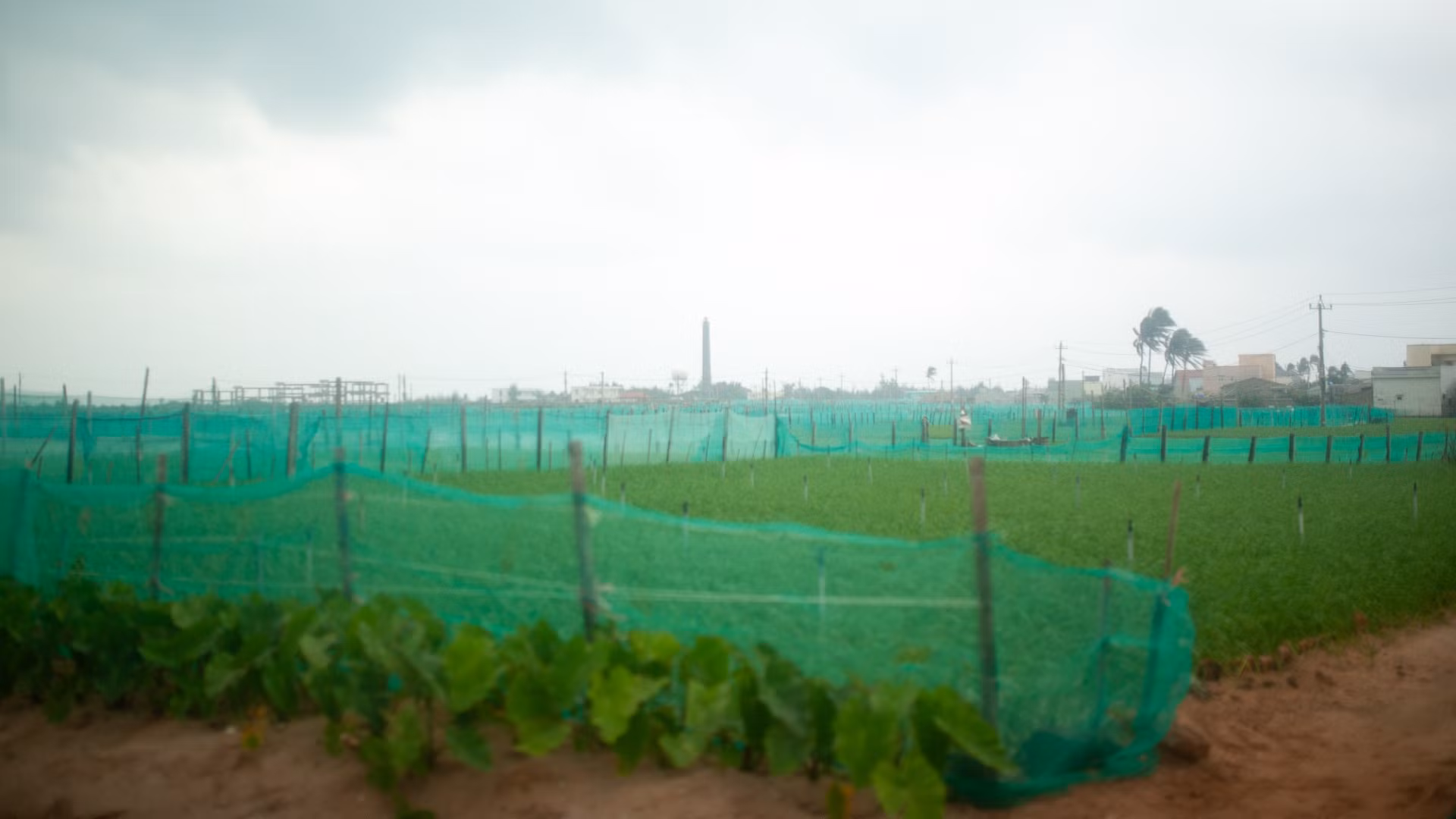 Được mệnh danh là "vương quốc tỏi", huyện đảo Lý Sơn có khoảng 320ha đất trồng tỏi. Người dân Lý Sơn tự hào xem tỏi là thứ đặc sản được kết tinh từ lớp đất bazan màu mỡ, giàu khoáng chất và những làn gió biển mặn mòi. Được mệnh danh là "vương quốc tỏi", huyện đảo Lý Sơn có khoảng 320ha đất trồng tỏi. Người dân Lý Sơn tự hào xem tỏi là thứ đặc sản được kết tinh từ lớp đất bazan màu mỡ, giàu khoáng chất và những làn gió biển mặn mòi.