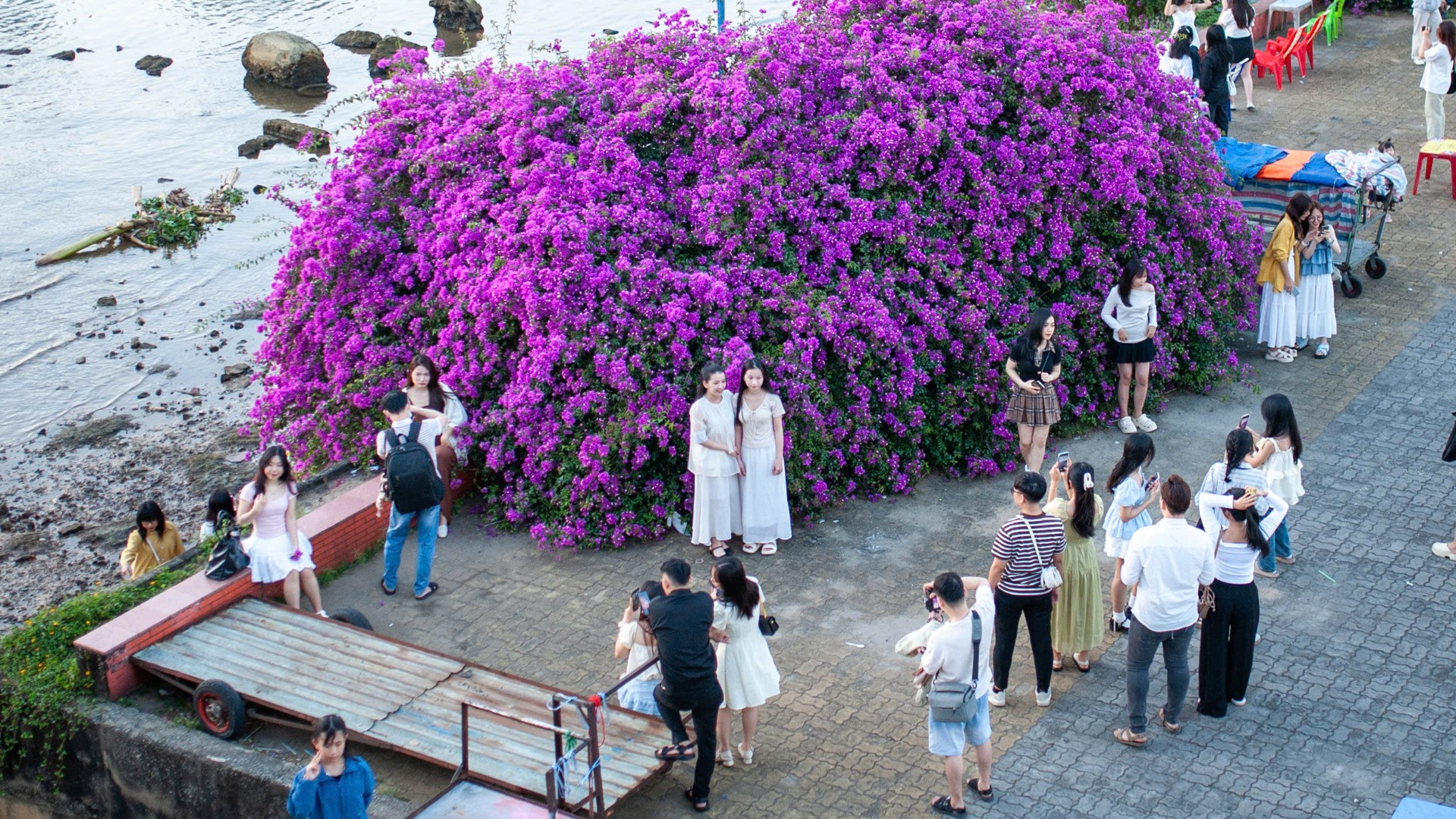 Nhiều người dân và du khách thích thú với cây hoa giấy "khổng lồ". Nhiều người dân và du khách thích thú với cây hoa giấy "khổng lồ".
