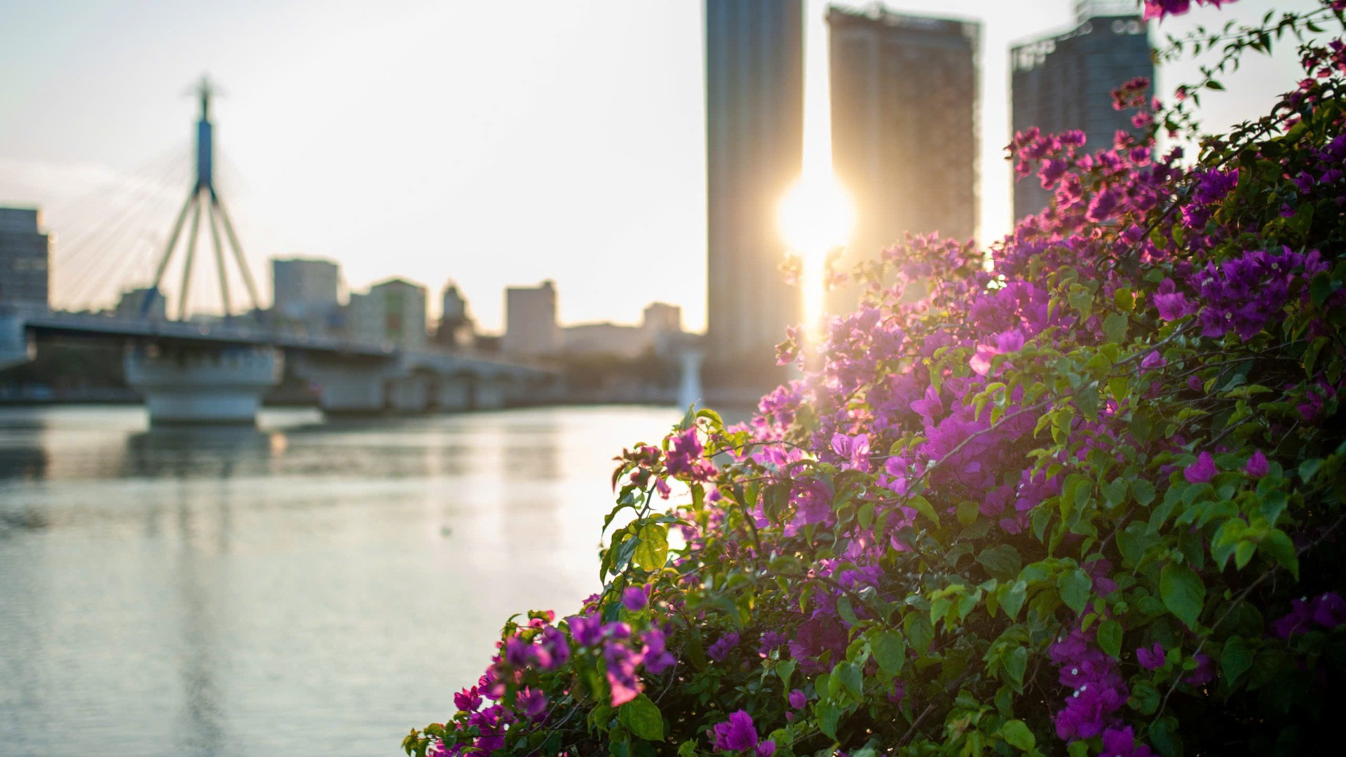 Hoa giấy bên bờ sông Hàn. Hoa giấy bên bờ sông Hàn.