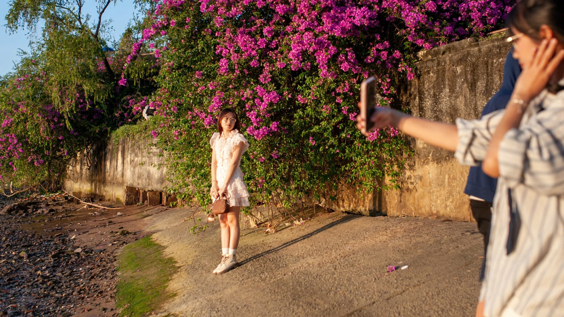 Giới trẻ Đà Nẵng thi nhau tìm góc đẹp để check-in với cây hoa giấy. Giới trẻ Đà Nẵng thi nhau tìm góc đẹp để check-in với cây hoa giấy.