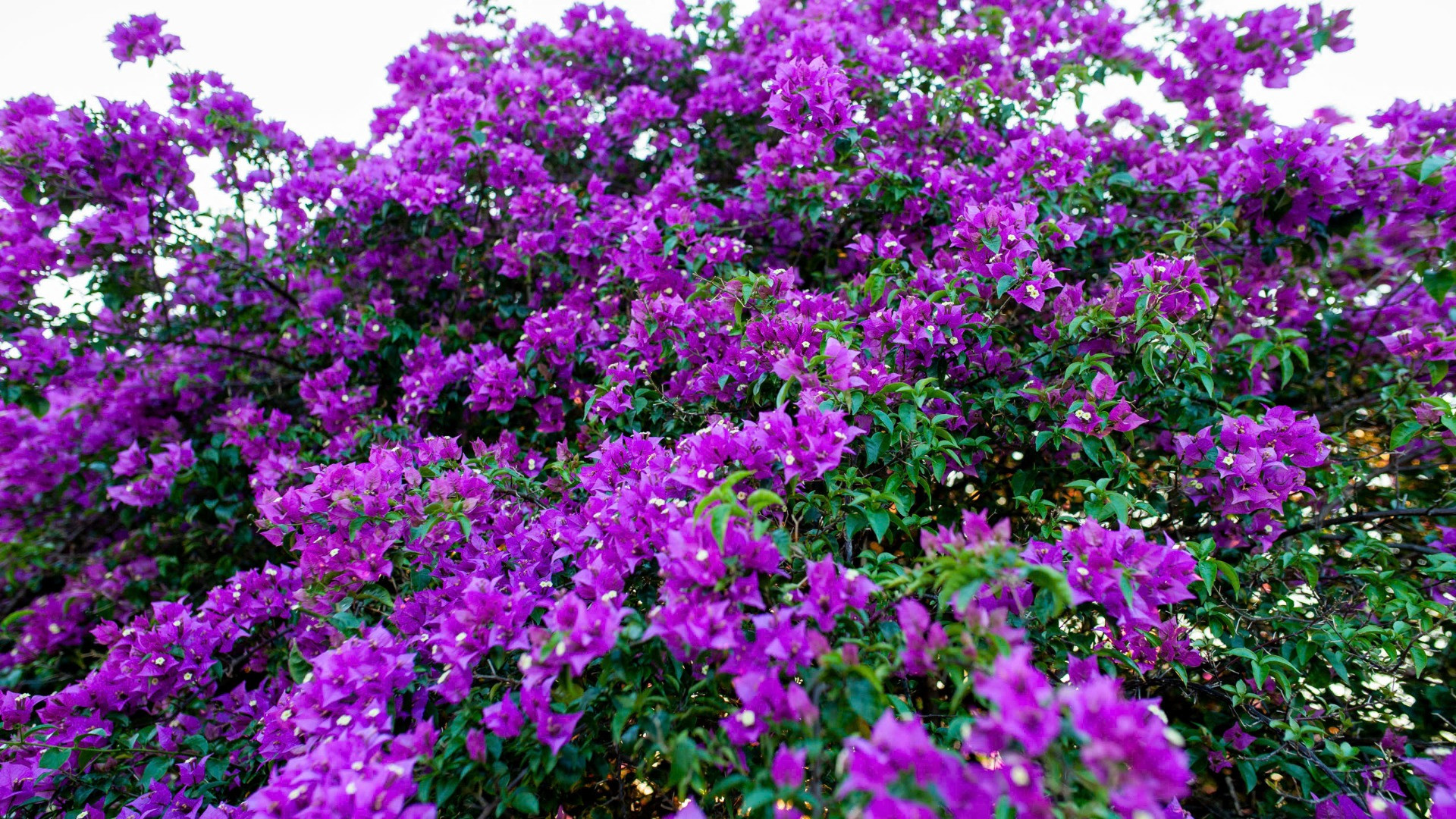 Dưới ánh nắng của buổi chiều tà, những cây hoa giấy bên bờ sông Hàn rực rỡ màu sắc từ hồng phớt đến tím biếc. Dưới ánh nắng của buổi chiều tà, những cây hoa giấy bên bờ sông Hàn rực rỡ màu sắc từ hồng phớt đến tím biếc.