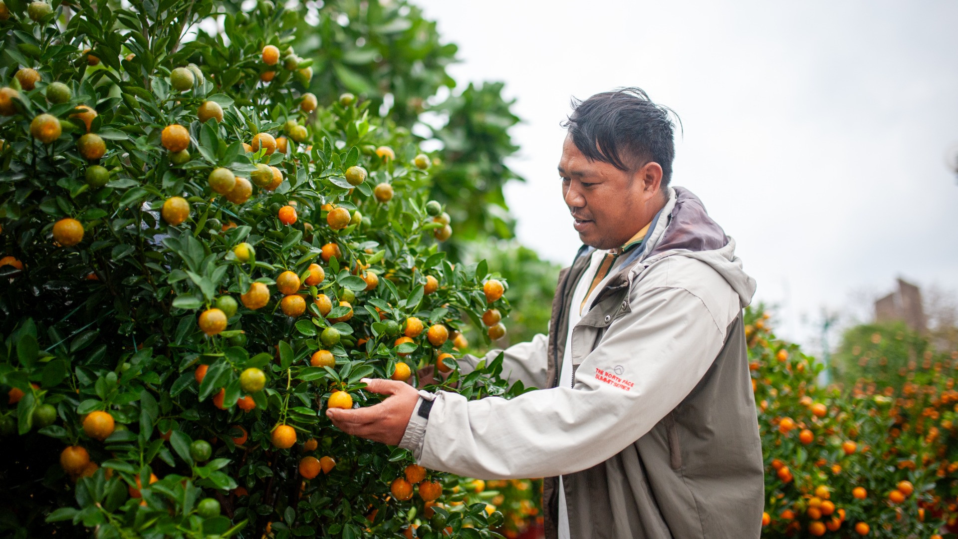 Ông Dương Đại, người dân huyện đảo Lý Sơn, cho biết, để có được những chậu quất này, anh phải mua quất tận Hội An, rồi vận chuyển về cảng Sa Kỳ, chất lên tàu vượt biển ra đảo, cuối cùng mới chở về đến quảng trường.