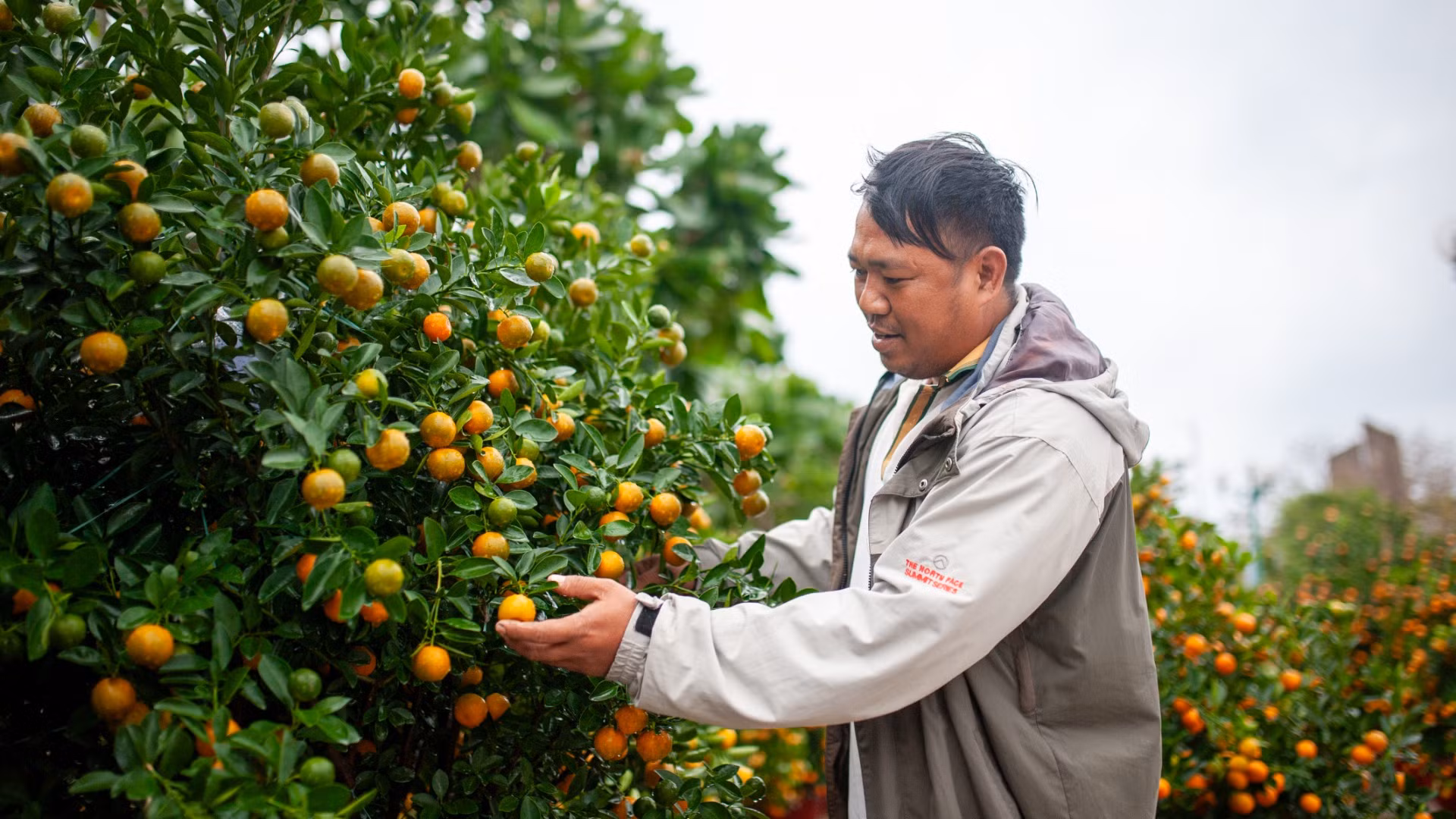 Ông Dương Đại, người dân huyện đảo Lý Sơn, cho biết, để có được những chậu quất này, anh phải mua quất tận Hội An, rồi vận chuyển về cảng Sa Kỳ, chất lên tàu vượt biển ra đảo, cuối cùng mới chở về đến quảng trường. Ông Dương Đại, người dân huyện đảo Lý Sơn, cho biết, để có được những chậu quất này, anh phải mua quất tận Hội An, rồi vận chuyển về cảng Sa Kỳ, chất lên tàu vượt biển ra đảo, cuối cùng mới chở về đến quảng trường.