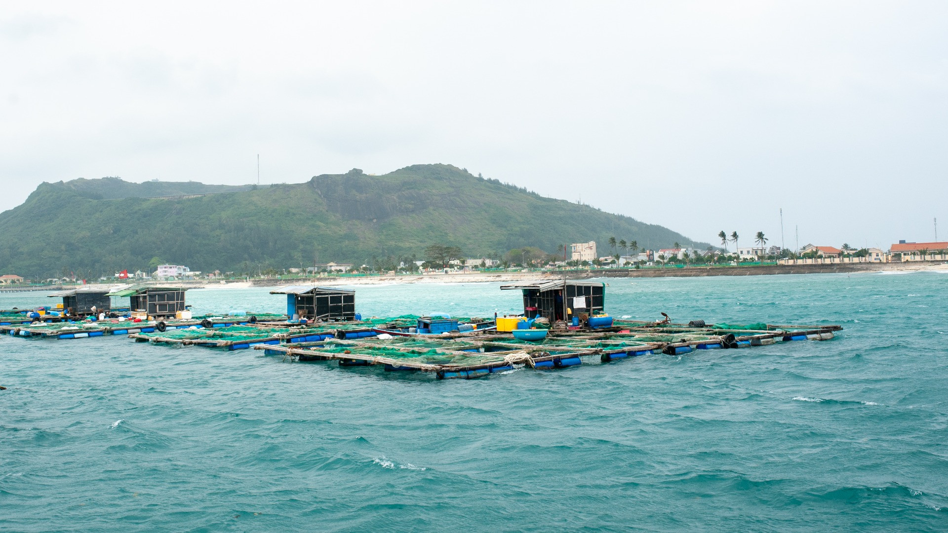 Tàu chúng tôi dần tiến vào bờ biển Lý Sơn. Khung cảnh của một làng chài hiện ra trước mắt với lớp lớp lồng bè và thuyền cá trở về.