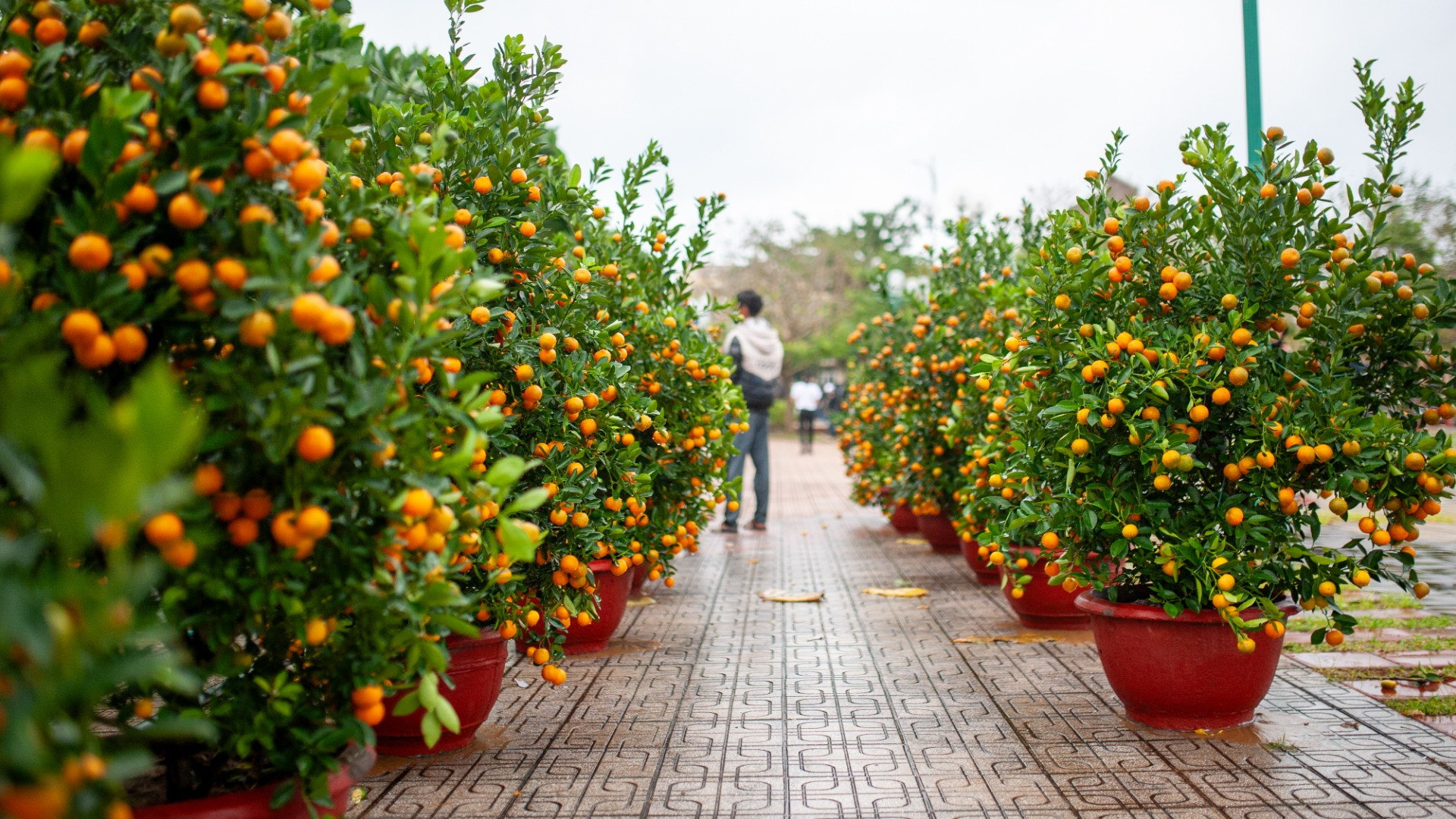 Dọc theo lối đi chính của quảng trường, những chậu quất cảnh trĩu quả được xếp thành hàng ngay ngắn đã thu hút ánh nhìn của chúng tôi.