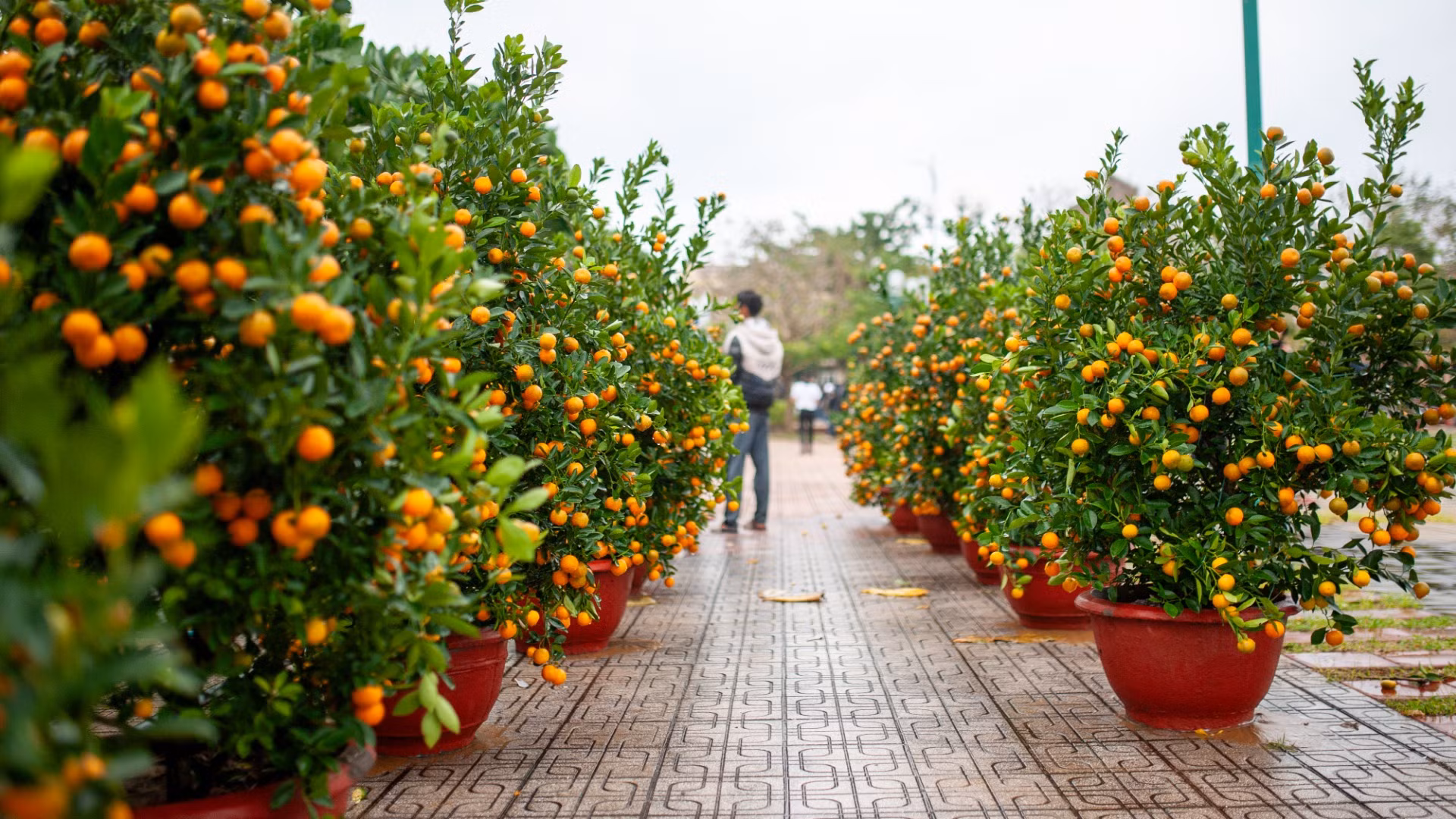 Dọc theo lối đi chính của quảng trường, những chậu quất cảnh trĩu quả được xếp thành hàng ngay ngắn đã thu hút ánh nhìn của chúng tôi. Dọc theo lối đi chính của quảng trường, những chậu quất cảnh trĩu quả được xếp thành hàng ngay ngắn đã thu hút ánh nhìn của chúng tôi.